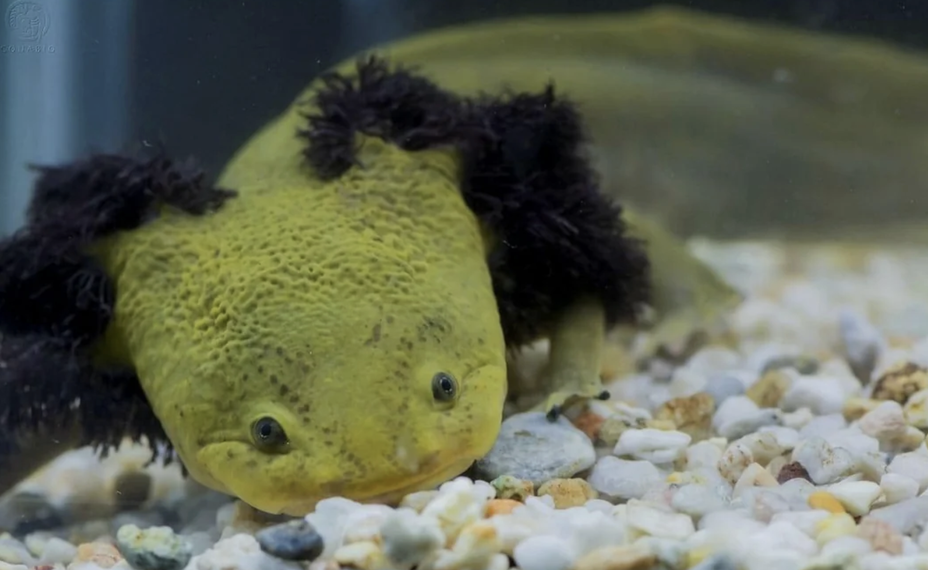 How Nuns Are Saving Endangered Salamanders in Mexico