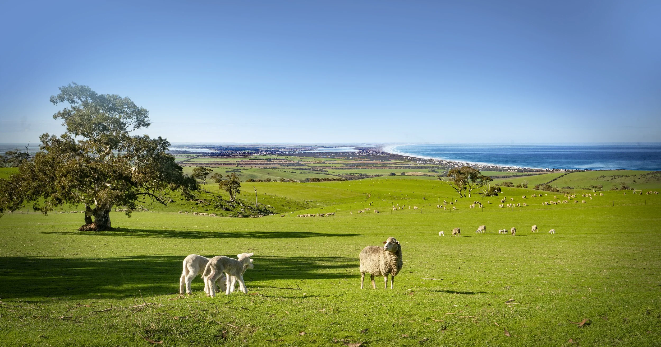 'Crows Nest Pasture' — Strand Gallery Port Elliot