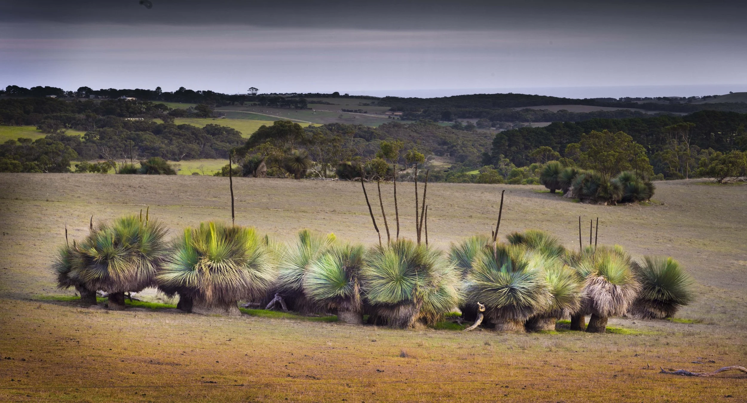 Grass tree committere Mt Robinson Fleirieu.jpg