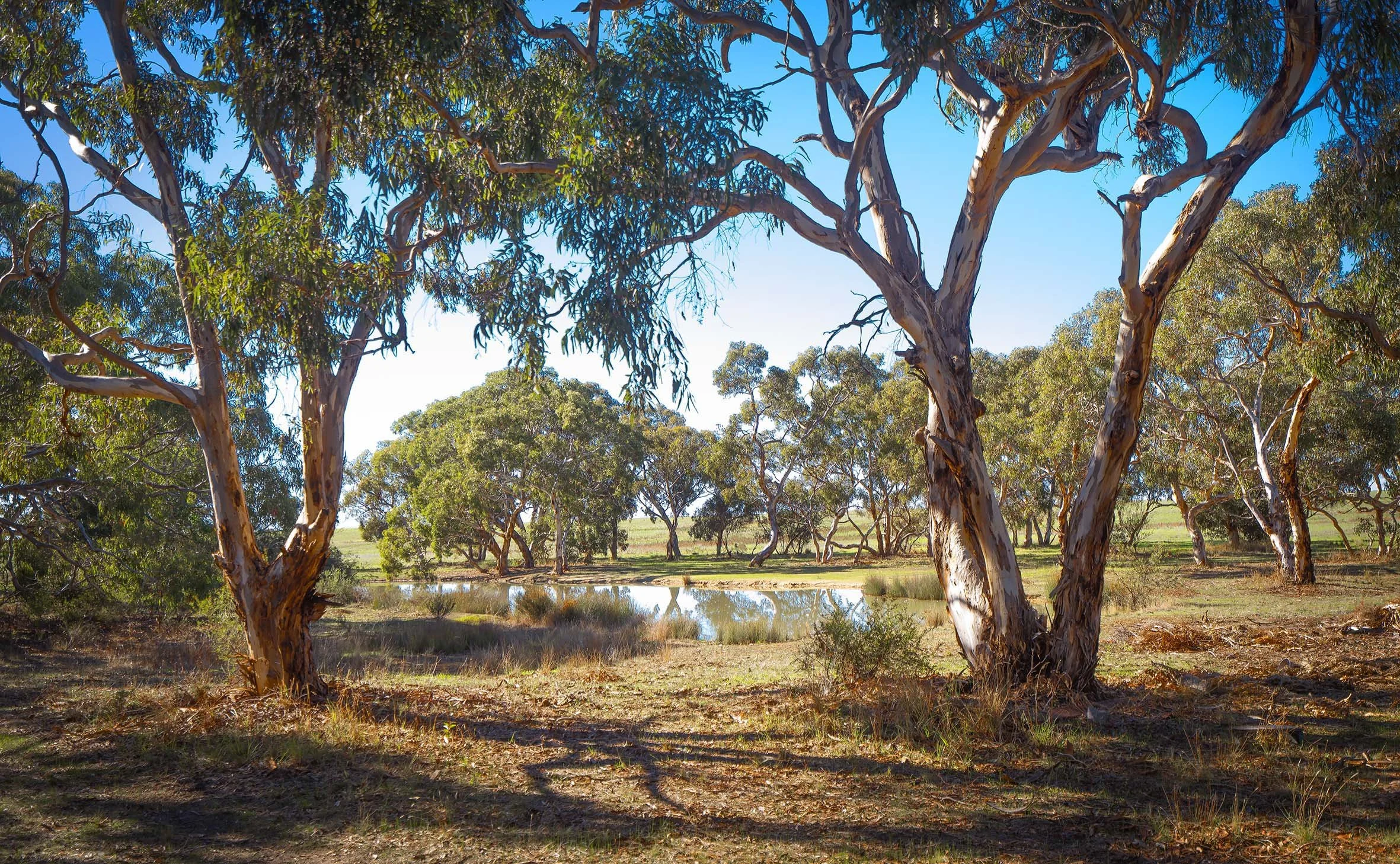 Homage to Heysen.jpg