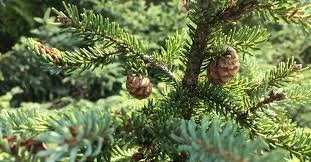 Ravintsara par-ci, Ravintsara par-là… Et si on arrêtait deux minutes ?