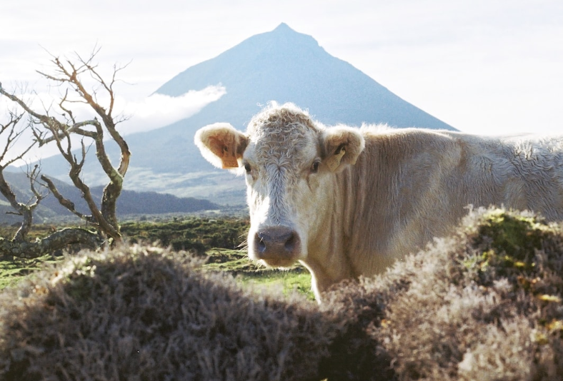 Lait de vache : celui dont les enfants (et adultes) d'aujourd'hui ont besoin