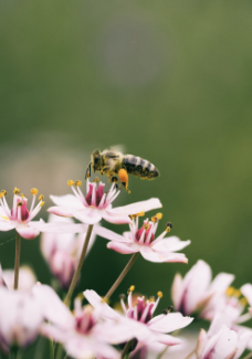 Progestérone bio-identique et détox hormonale : pourquoi ça peut sembler empirer avant de s'améliorer
