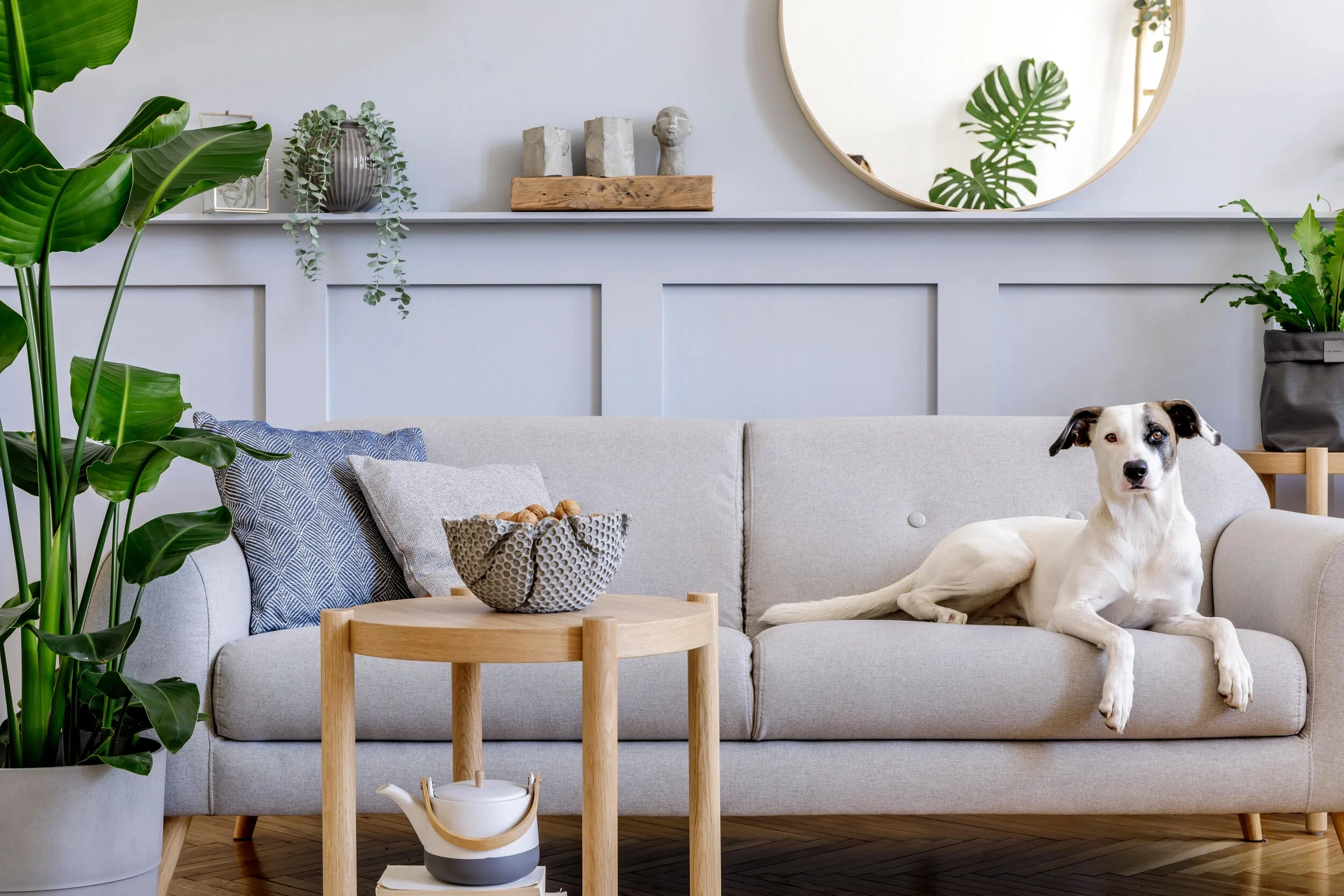 How To Find An Airbnb That Allows Pets [Airbnb's Pet Policy