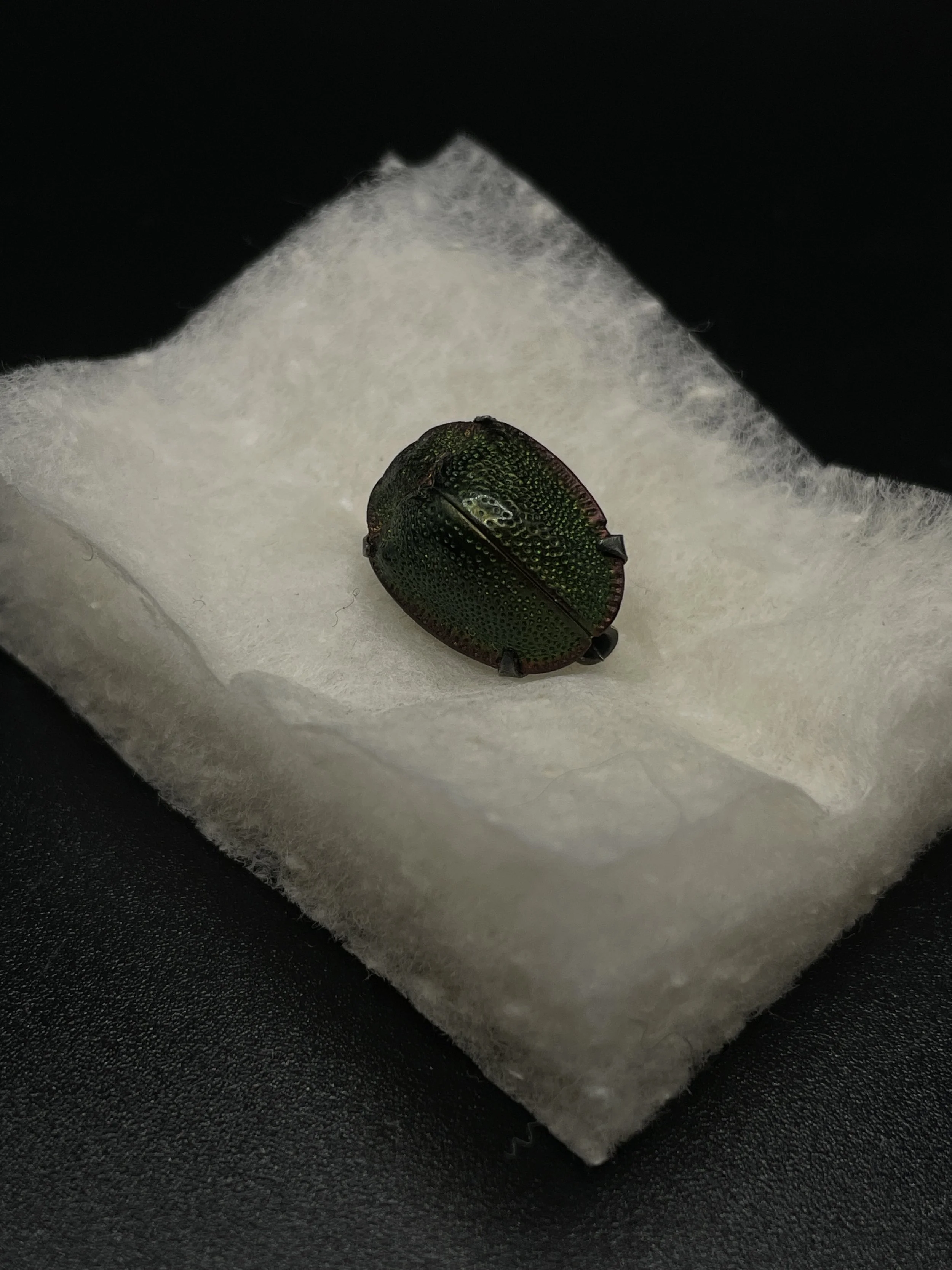 Brooch: Taxidermy Egyptian Scarab