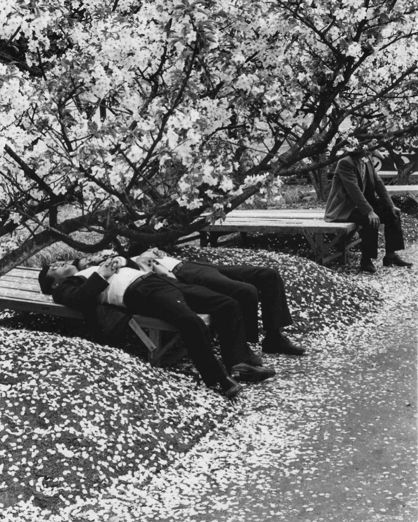 Muse for your Saturday soak.

Seiryu Inoue (1931-1988) - Men lying under cherry blossoms, from the photo book &lsquo;Kyo no miyako&rsquo; 1960/1970

@le_jardin_robo