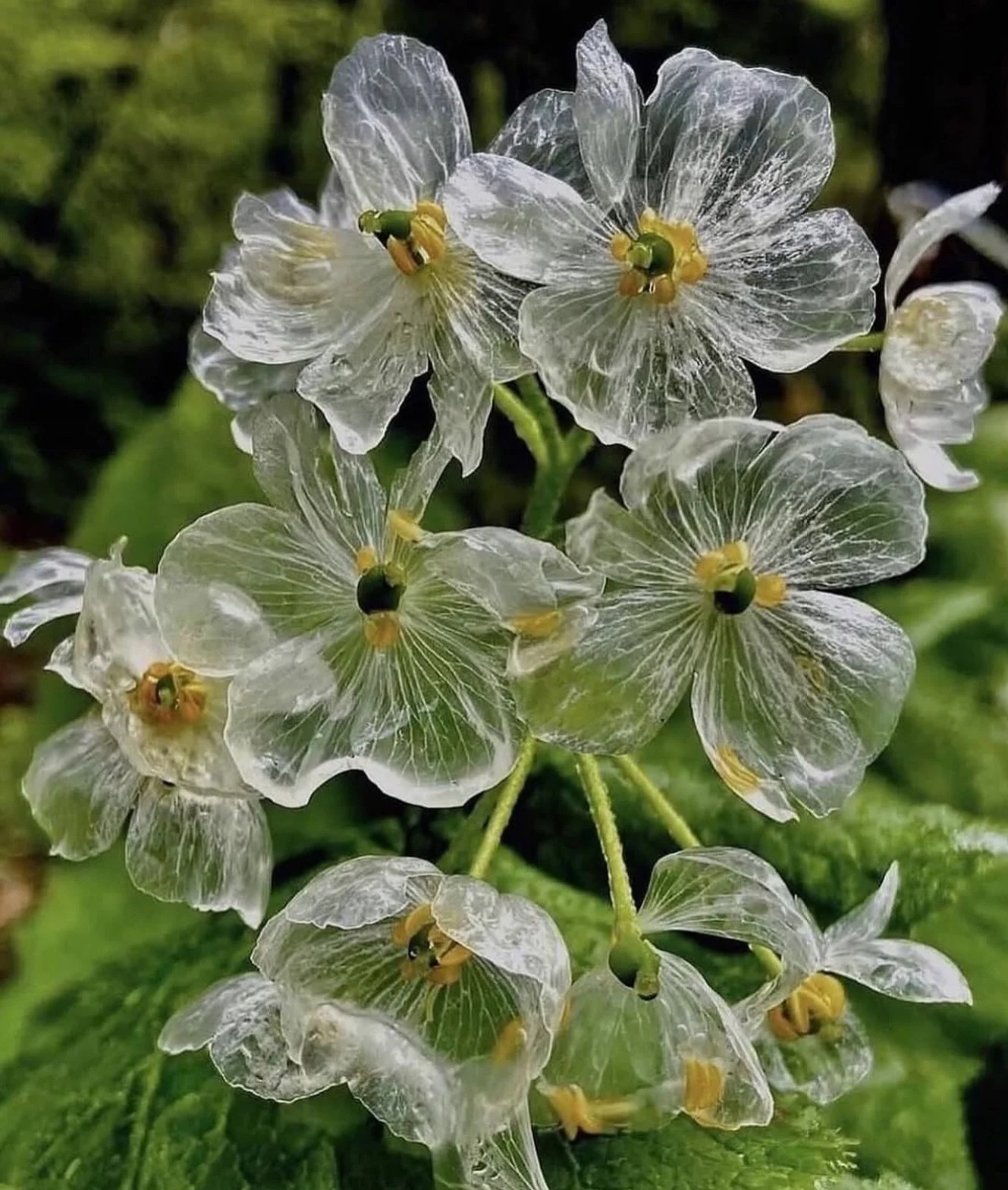 THE SCHEDULE:

Aromatic and Skincare Offerings Open | Nov 25th-Dec 6th

20% Off Sale Weekend l Nov 29th-Dec 2nd

New Release &amp; Free Shipping | Dec. 2nd

Holiday Shipping Deadline: Dec 14th

Sankayou, Skeleton Flower, Whose petals turn transparent