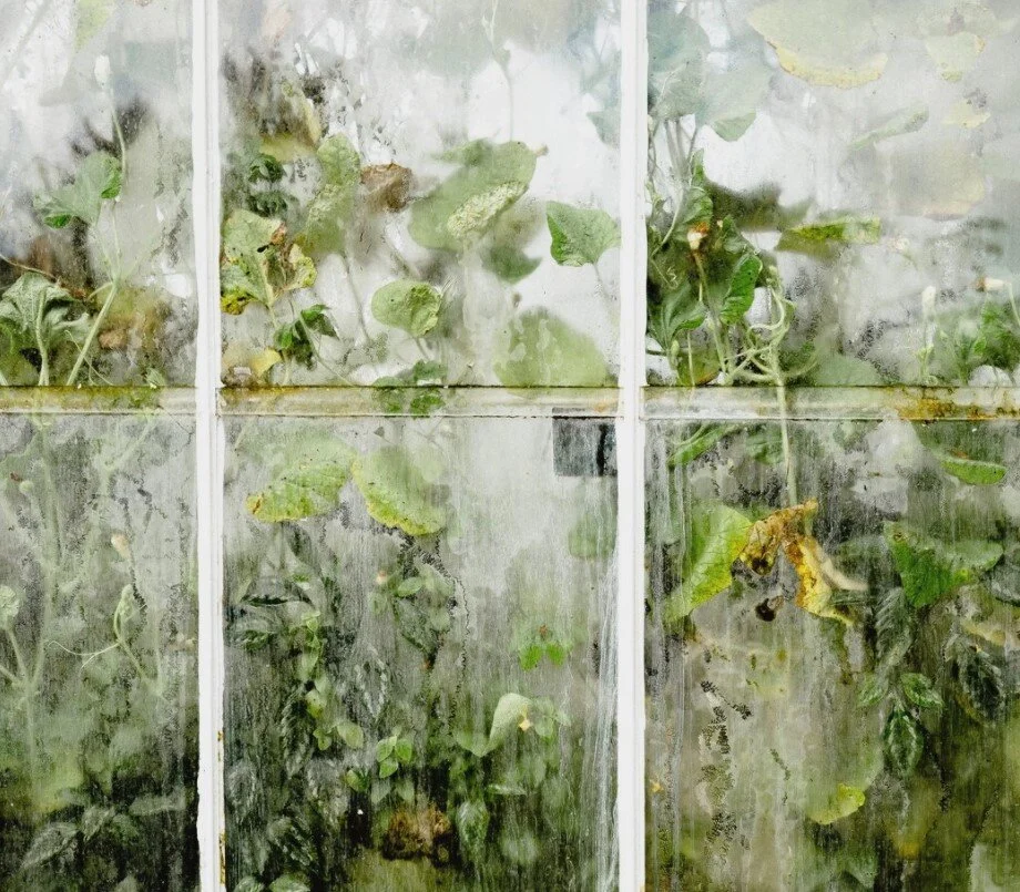 trees and window.jpg