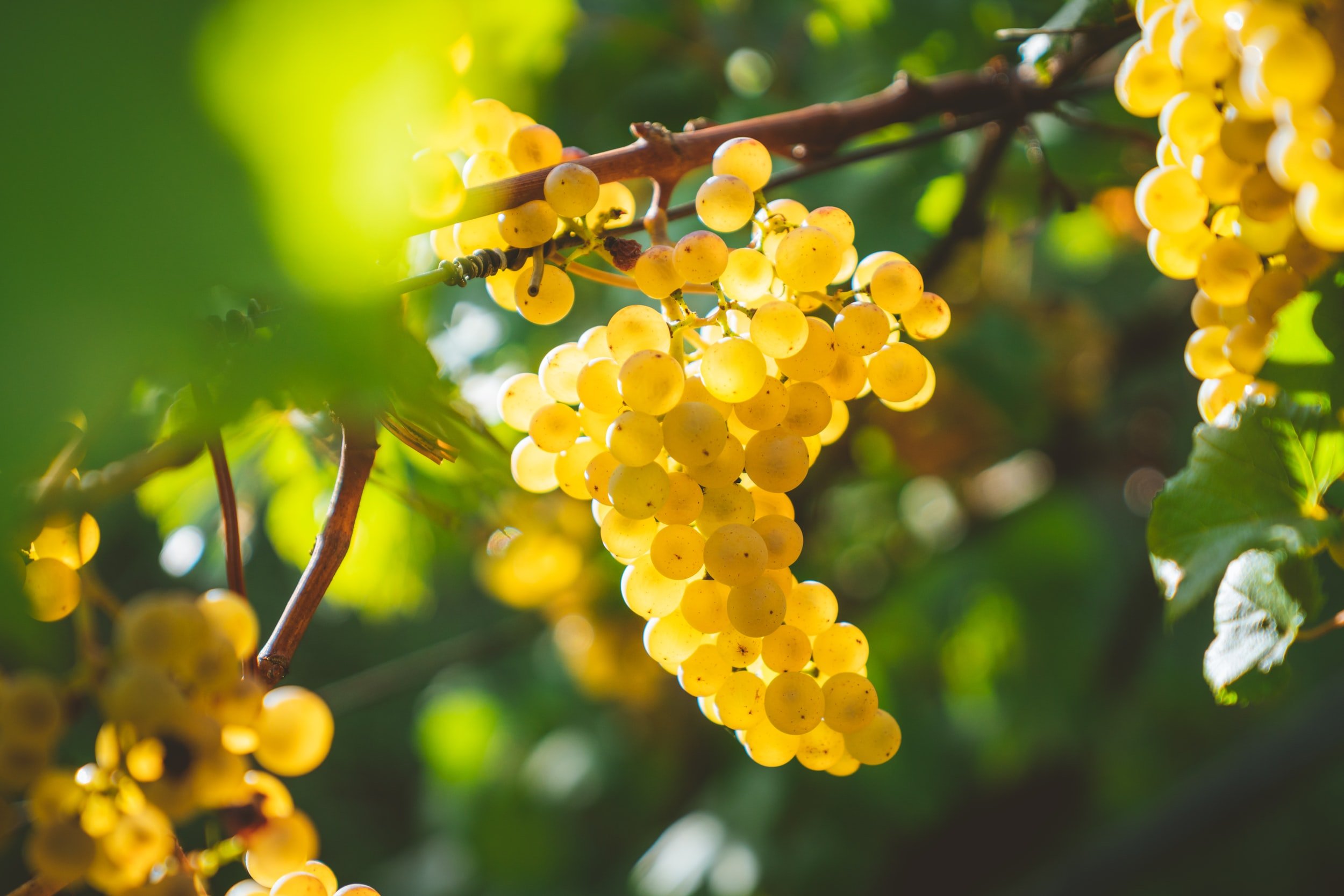 If you like a creamy chardonnay from California, try Macon