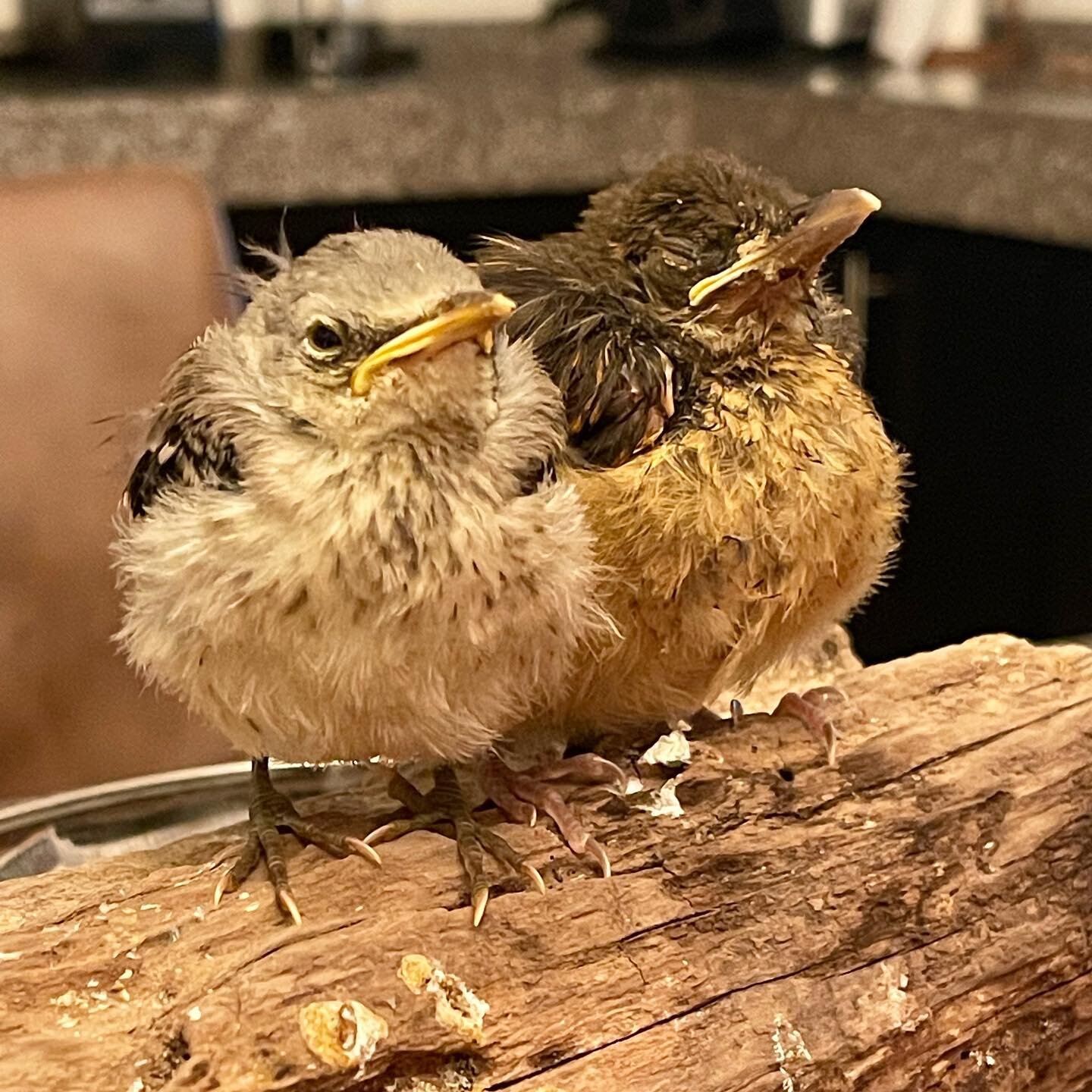 It had always been my dream to steward a bird sanctuary but I imagined this in a beautiful ranch. The ranch is in process but apparently the baby birds couldn&rsquo;t wait&hellip;so we currently have 5 in the nursery - these three, plus Chiquitita an