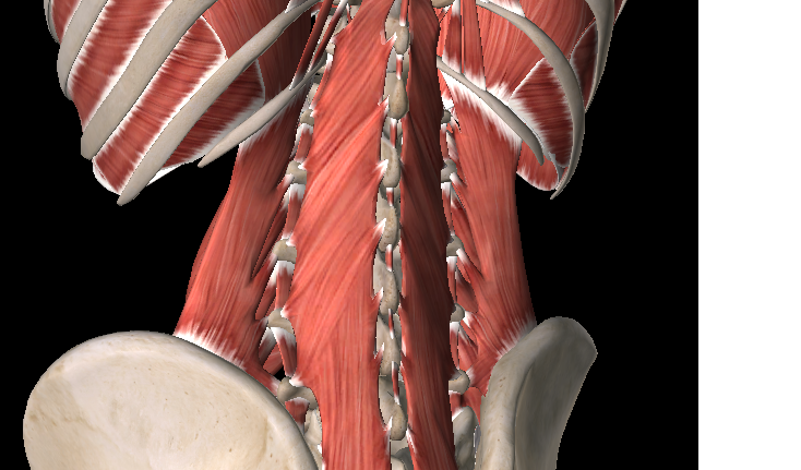 Chilliwack chiropractor soft tissue injury