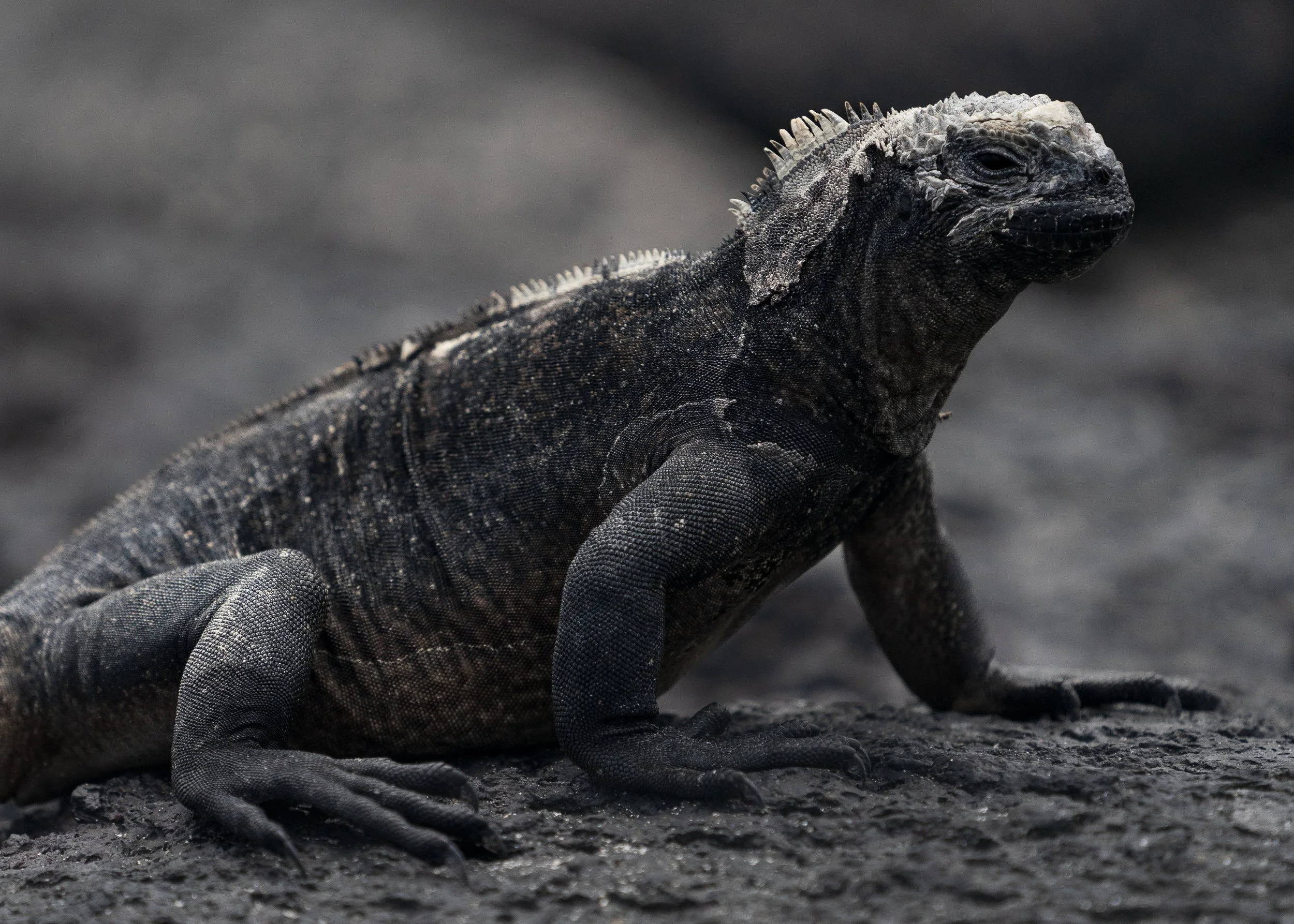 godzilla galapagos.JPG