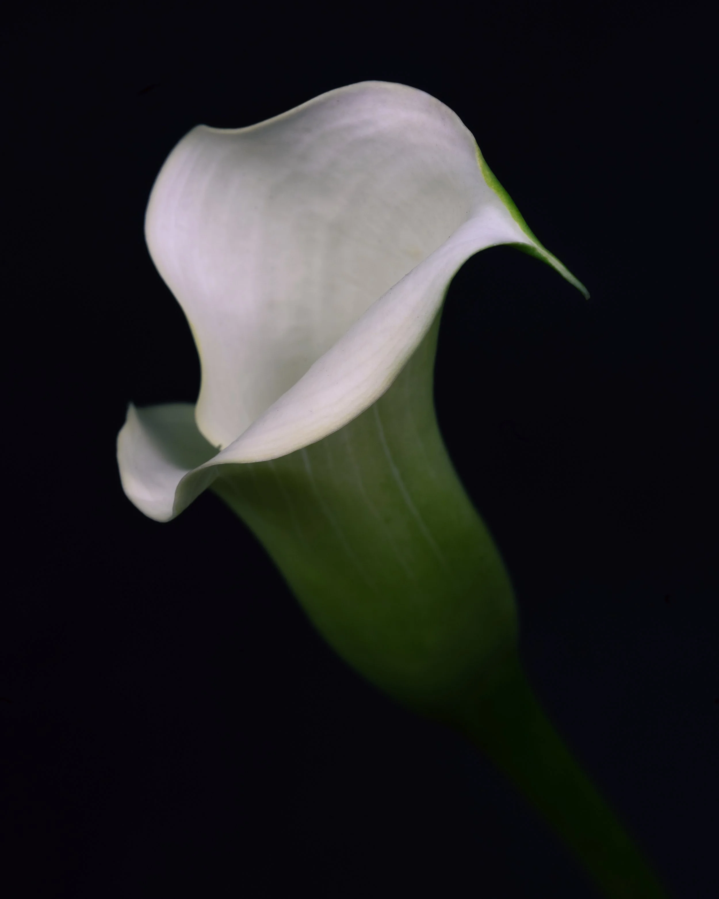 flower 67 edited.JPG