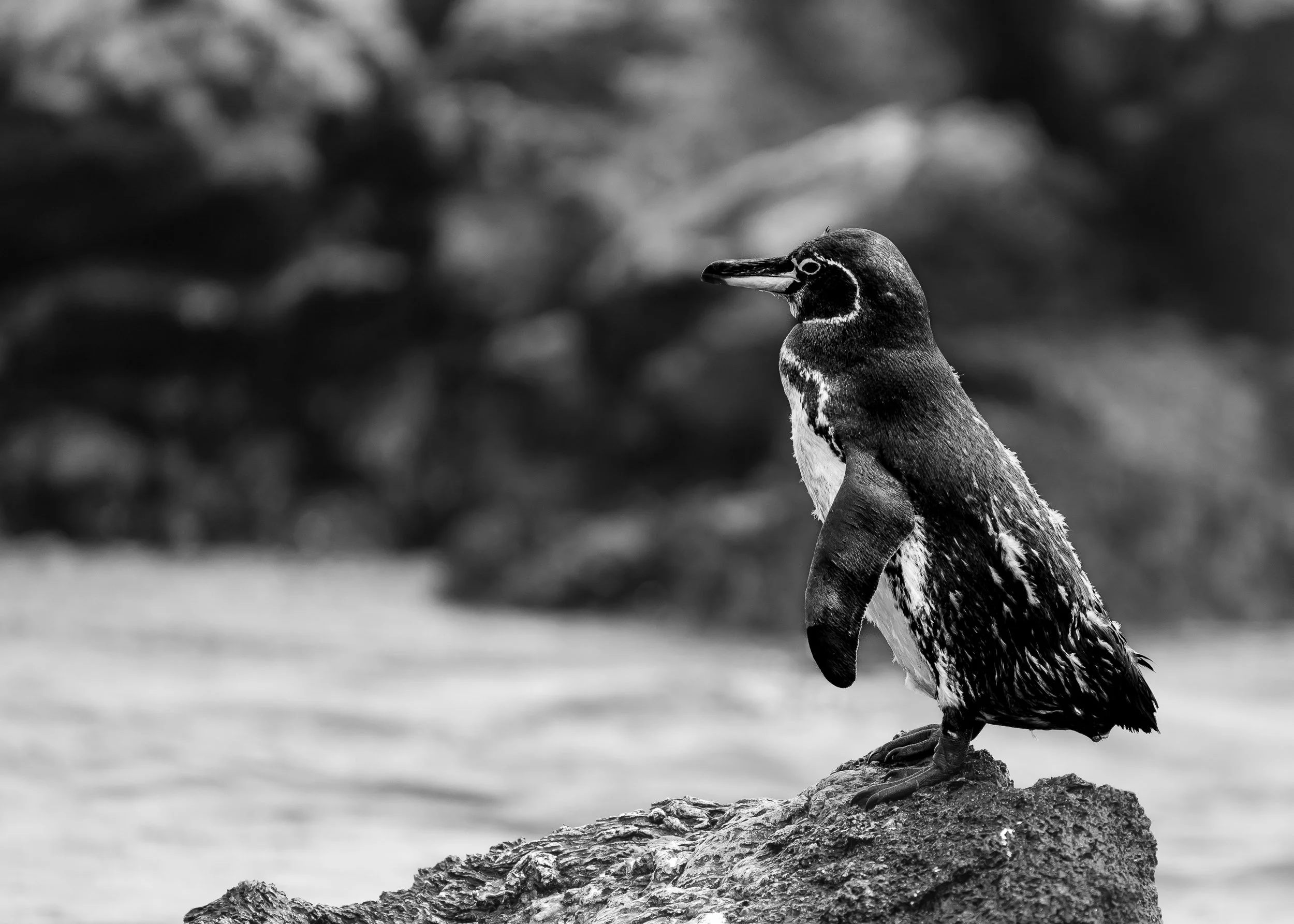 Happy feet b-w 3.JPG