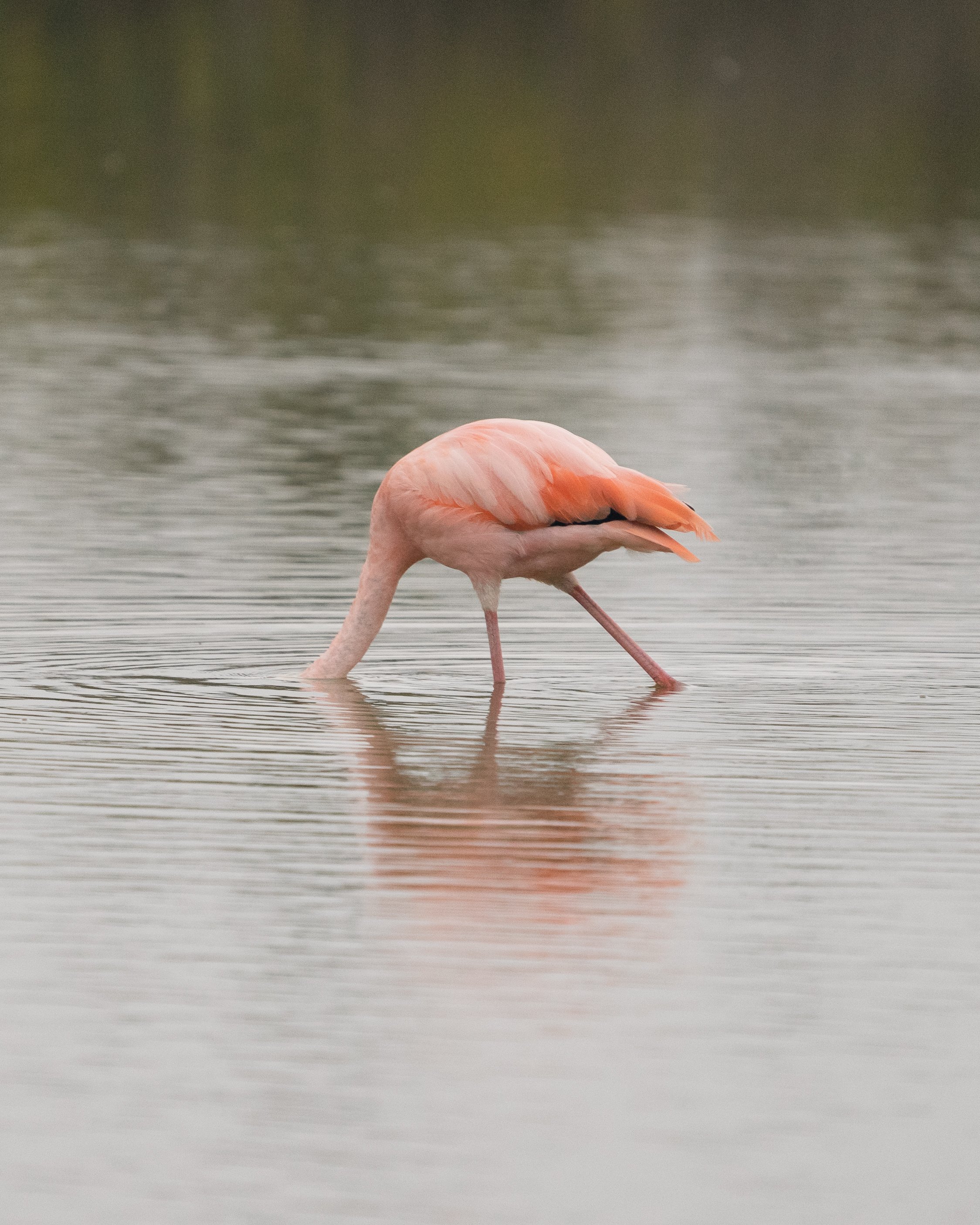 flamingo.JPG