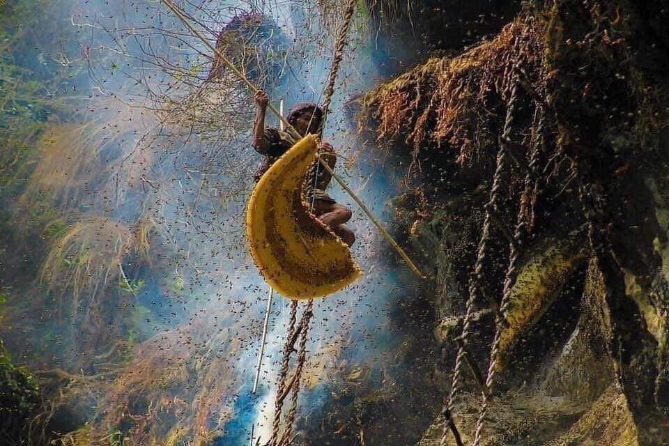 (The fearless honey hunters of Nepal)