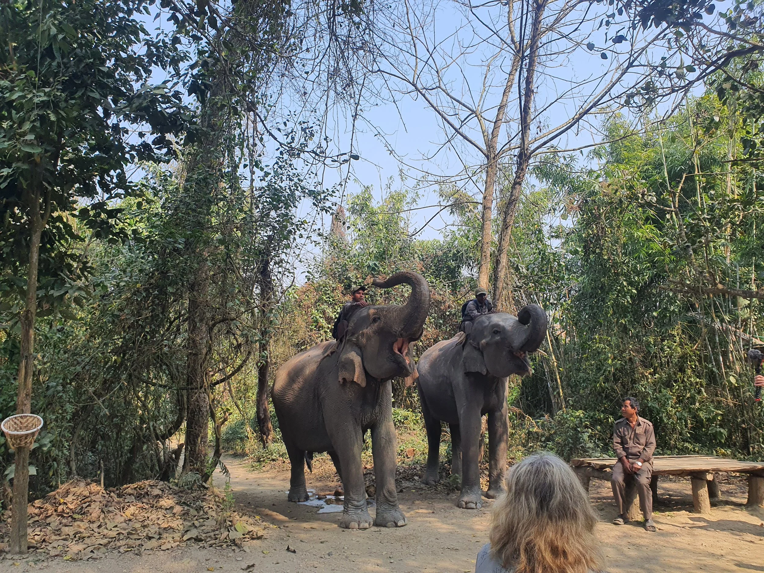 Chain free elephants