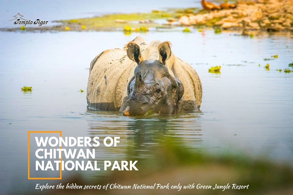 🦏🌿 The Wonder of Chitwan National Park! 🏞️✨

Behold the majestic sight of a One-Horned Rhino in its natural habitat! 🦏💦 Explore the hidden secrets of Chitwan National Park, where nature's wonders come to life.

🌳 Discover the Extraordinary with