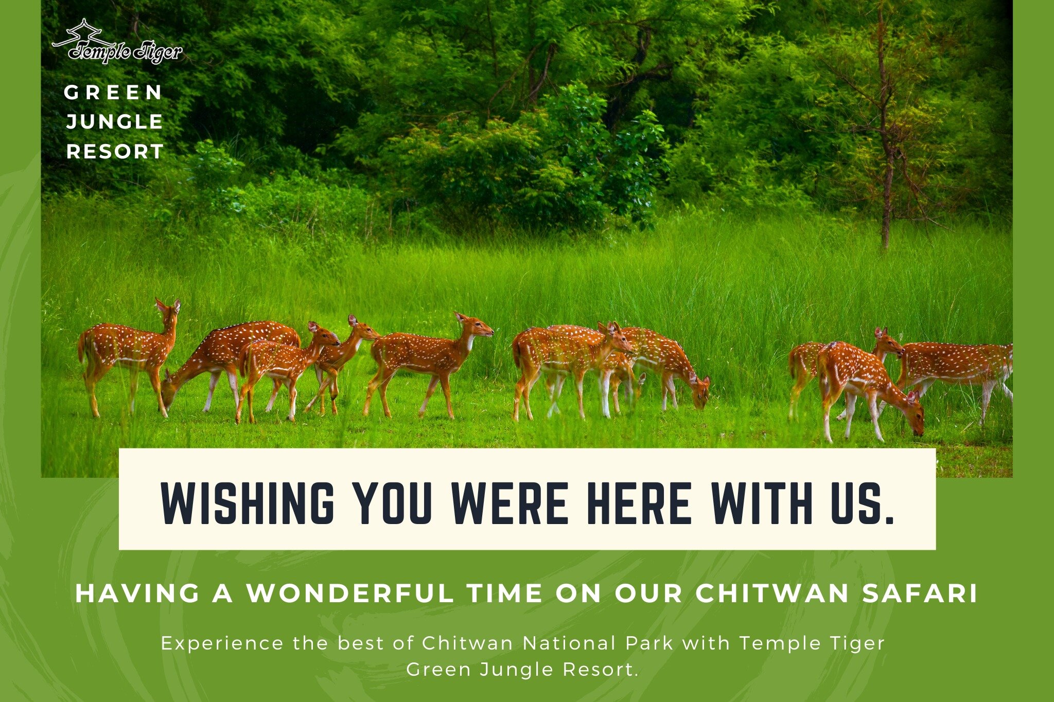 🌿🦌 Embrace the wild at Temple Tiger Green Jungle Resort! 🦌🌿

📸 Check out this mesmerizing shot from our Chitwan National Park safari, where a majestic group of Spotted Deers graced us with their presence. 

&quot;Having a wonderful time on our C