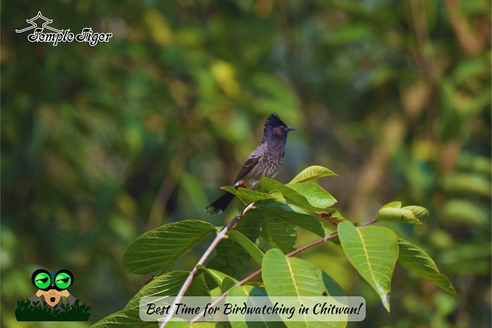 🌿 Exciting News for Bird Lovers! 
🐦 February is the perfect time for birdwatching in Chitwan! 📅

 Join us at Green Jungle Resort for an unforgettable birdwatching experience amidst the stunning landscapes of Chitwan National Park. 🦜 With the wint