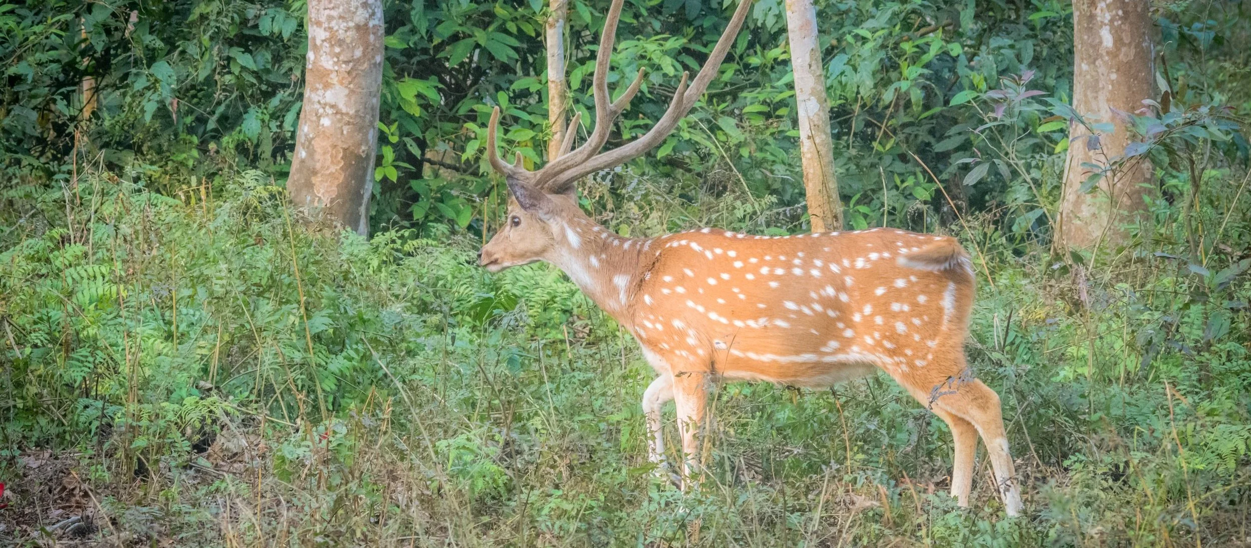 Spotted Deer at Temple Tiger Green Jungle Resort