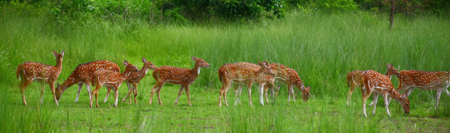 Deers at CHitwan National Park