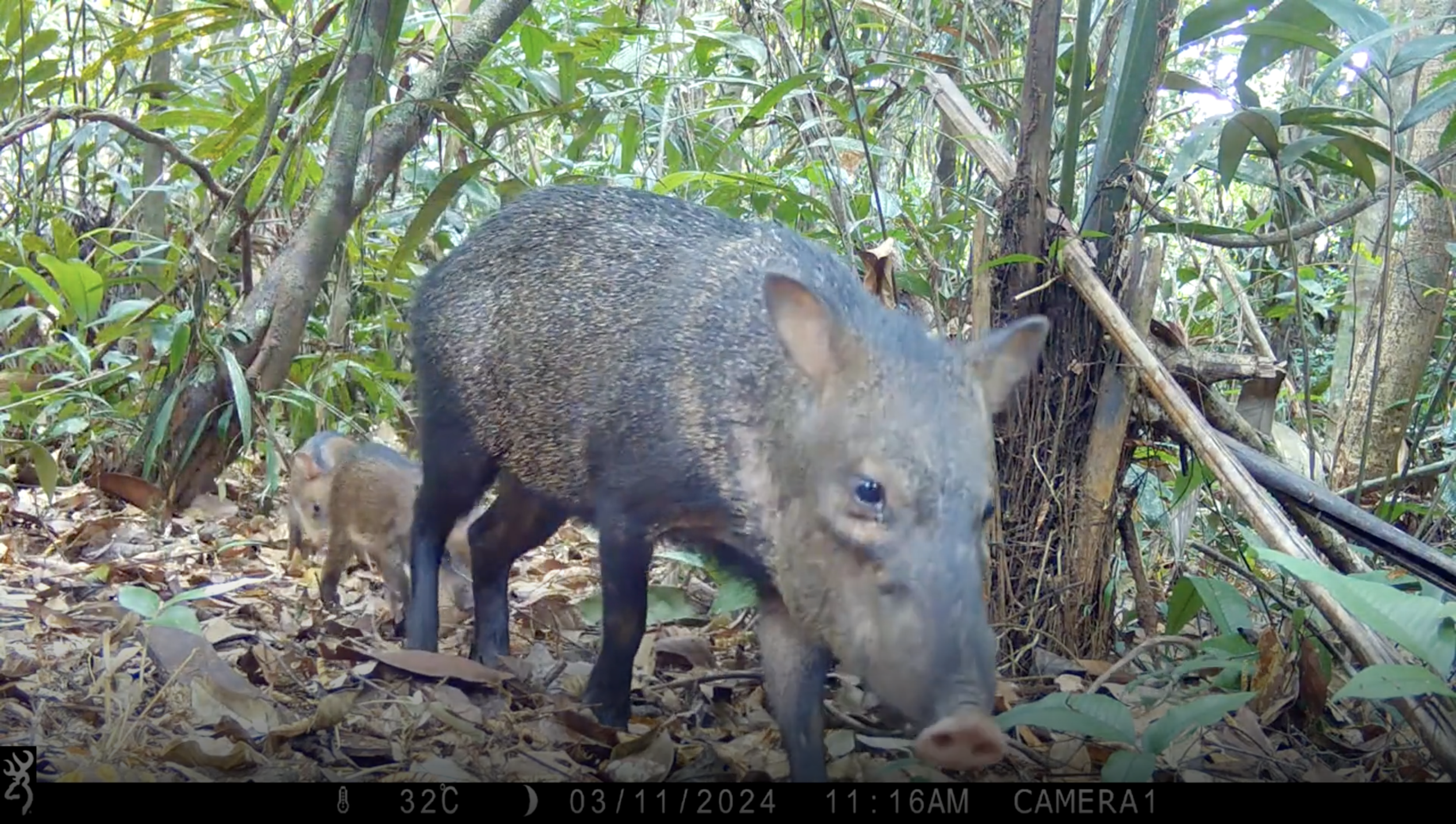Collared Peccary (Pecari Tajacu) [local name: Wild Hog]