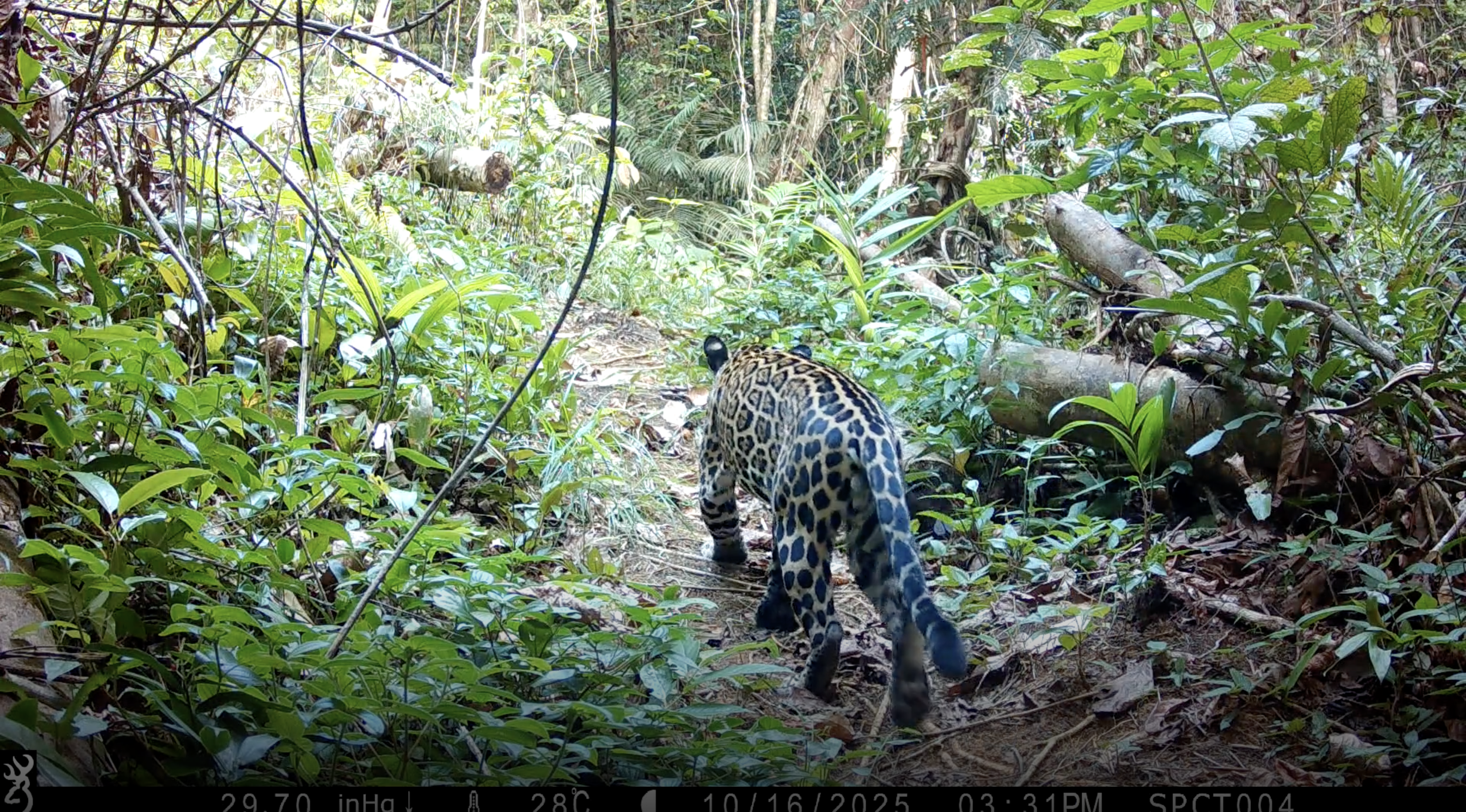 Jaguar (Panthera Onca) [local name: Tiger]