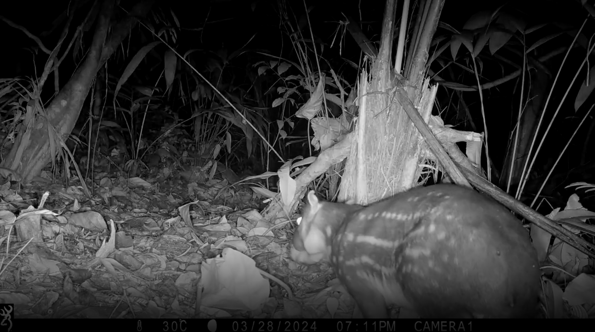 Lowland Paca (Cuniculus Paca) [local name: Labba]