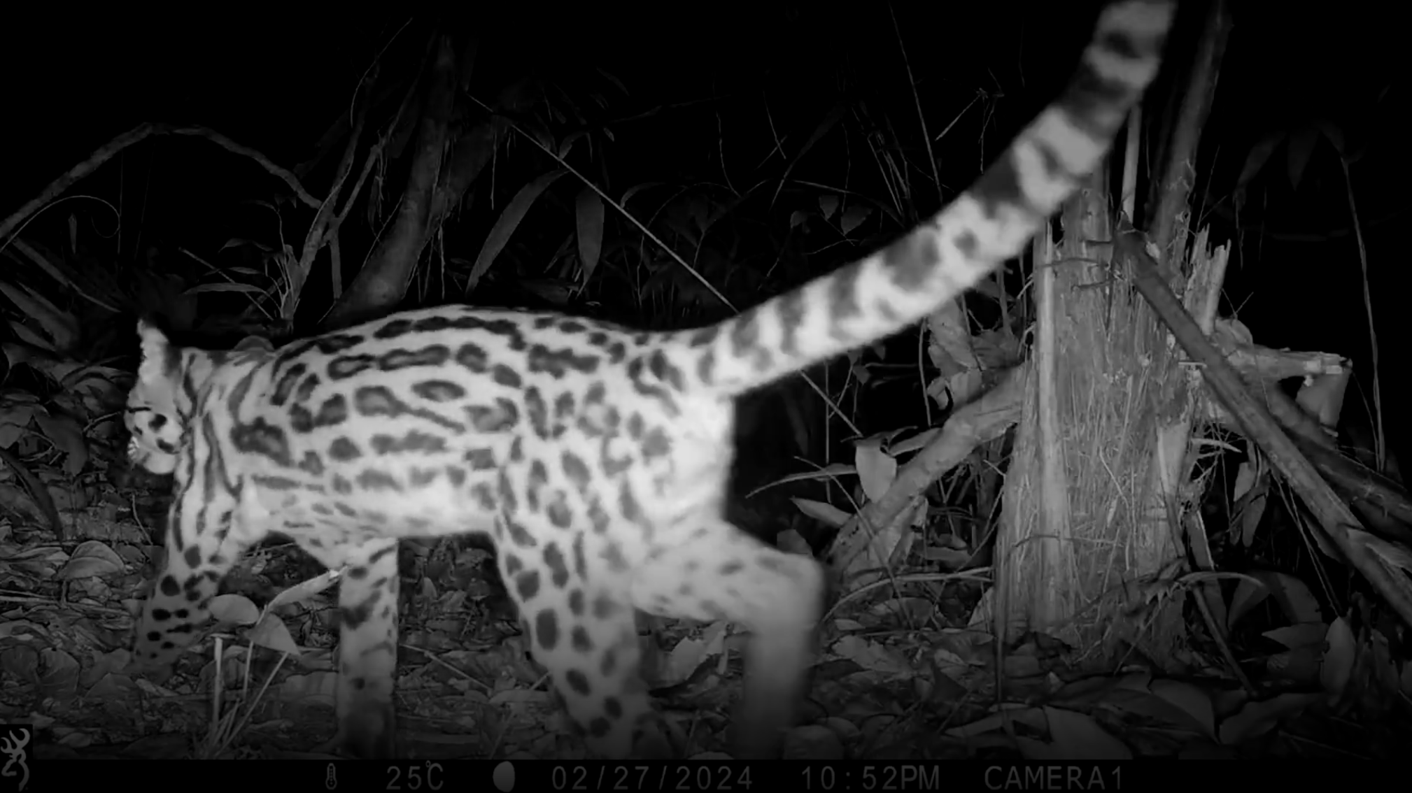 Margay (Leopardus Wiedii)