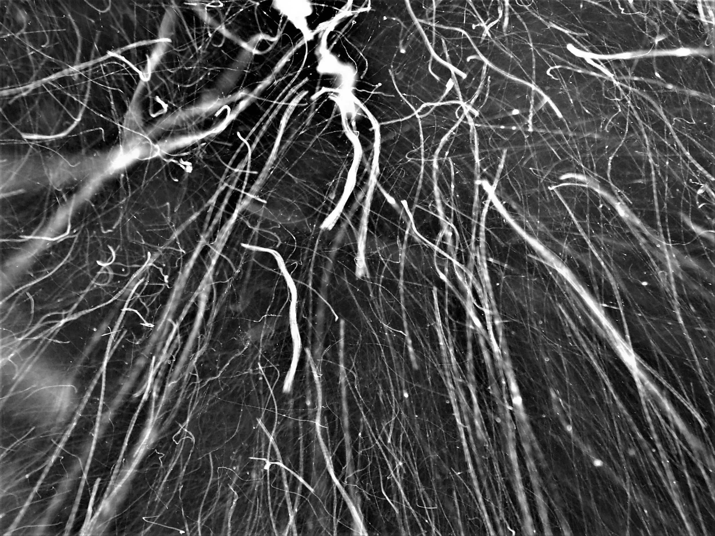 P1110128B.jpg