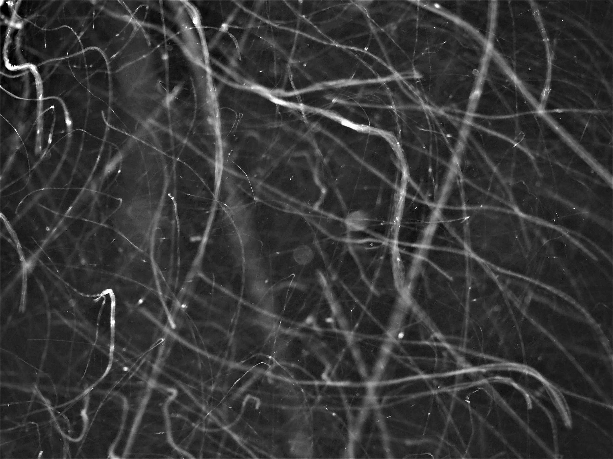 P1110139B.jpg