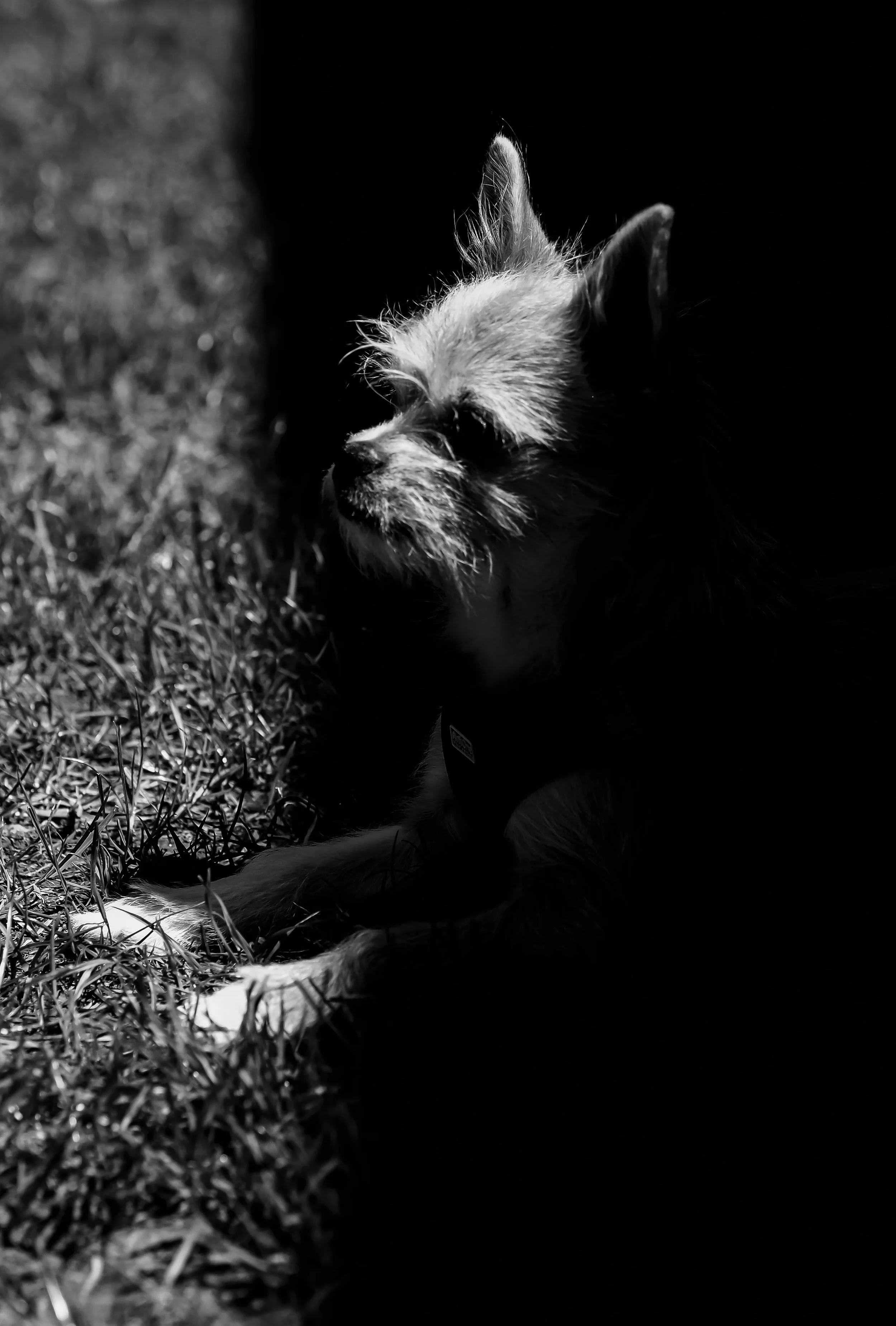 Welpe in der Sonne und im Schatten.jpg