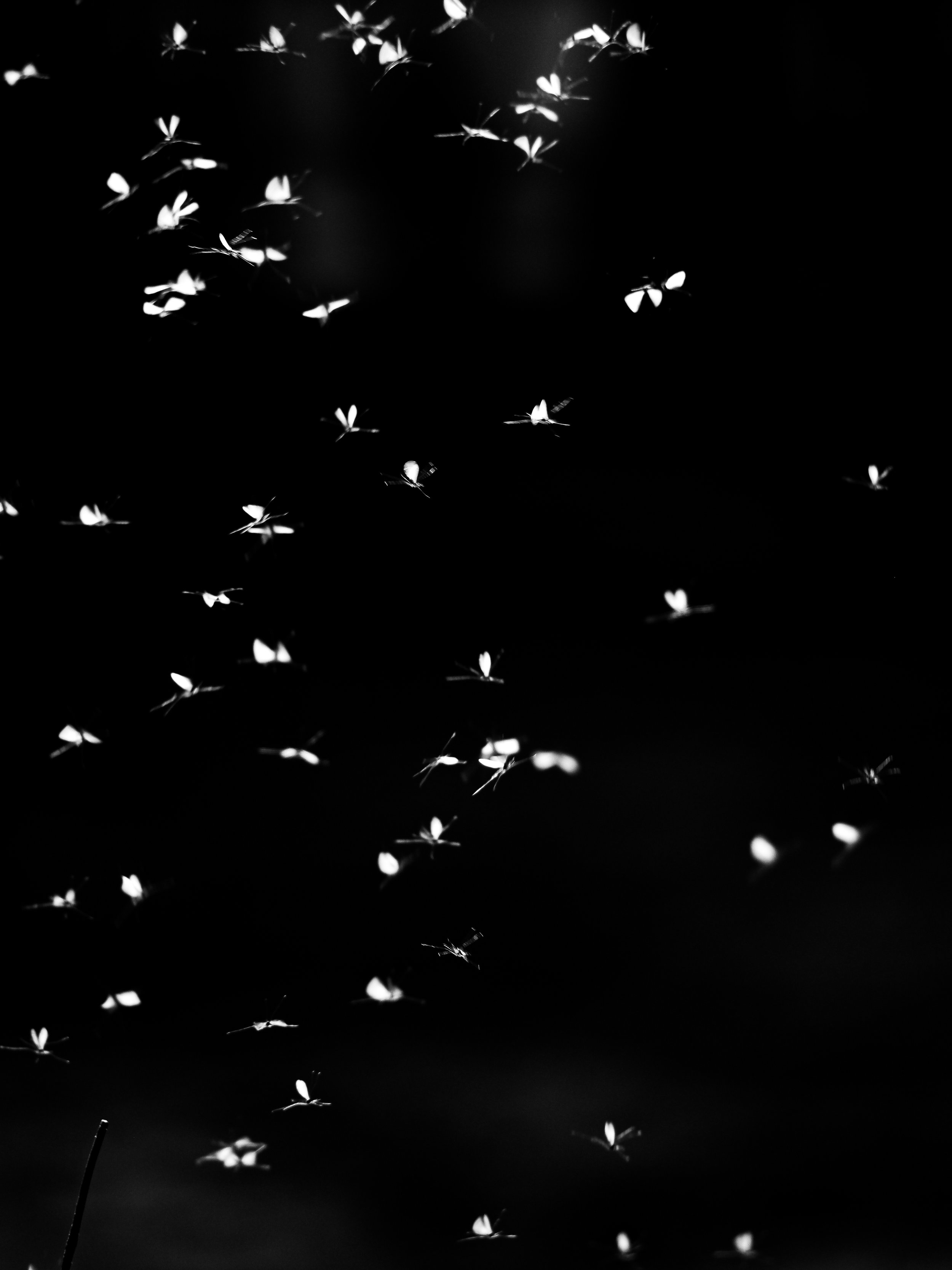 P3213540-3.jpg