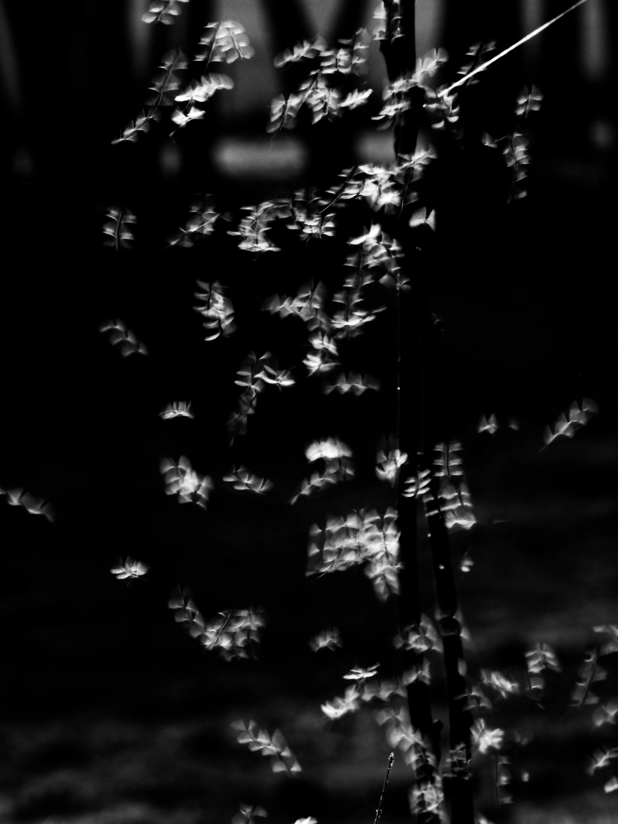 P3213567-2.jpg