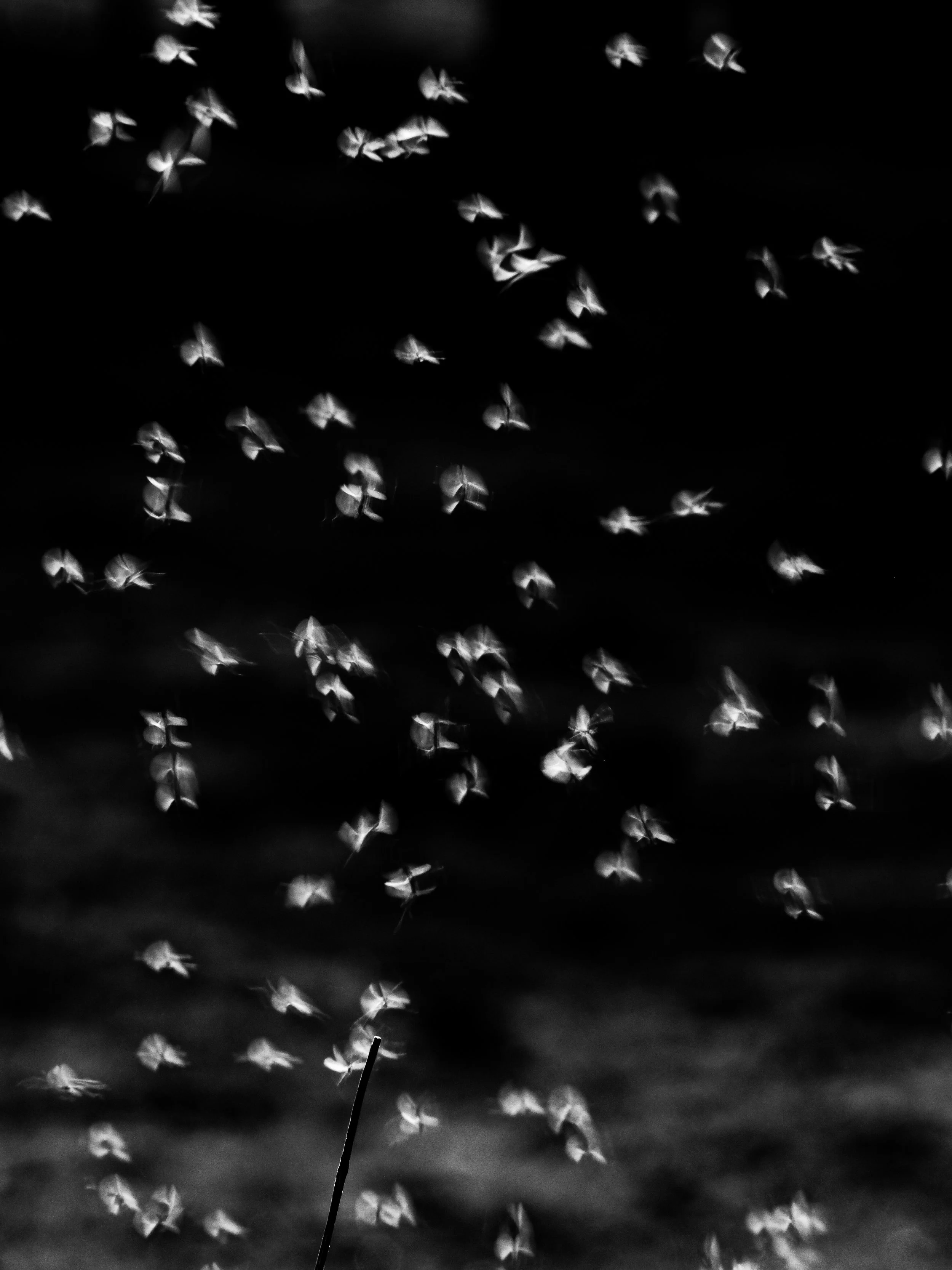 P3213594-2.jpg
