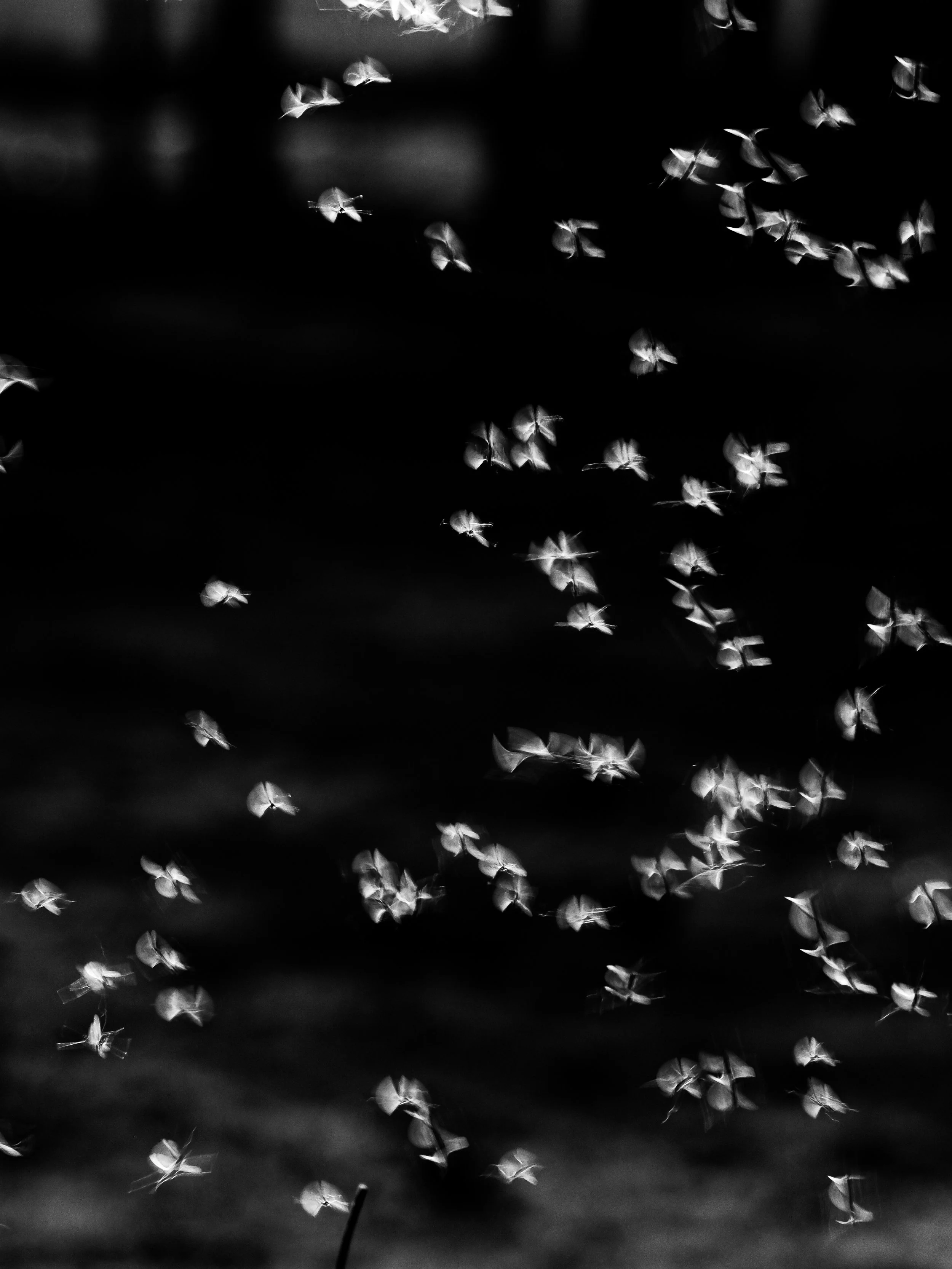P3213591-2.jpg