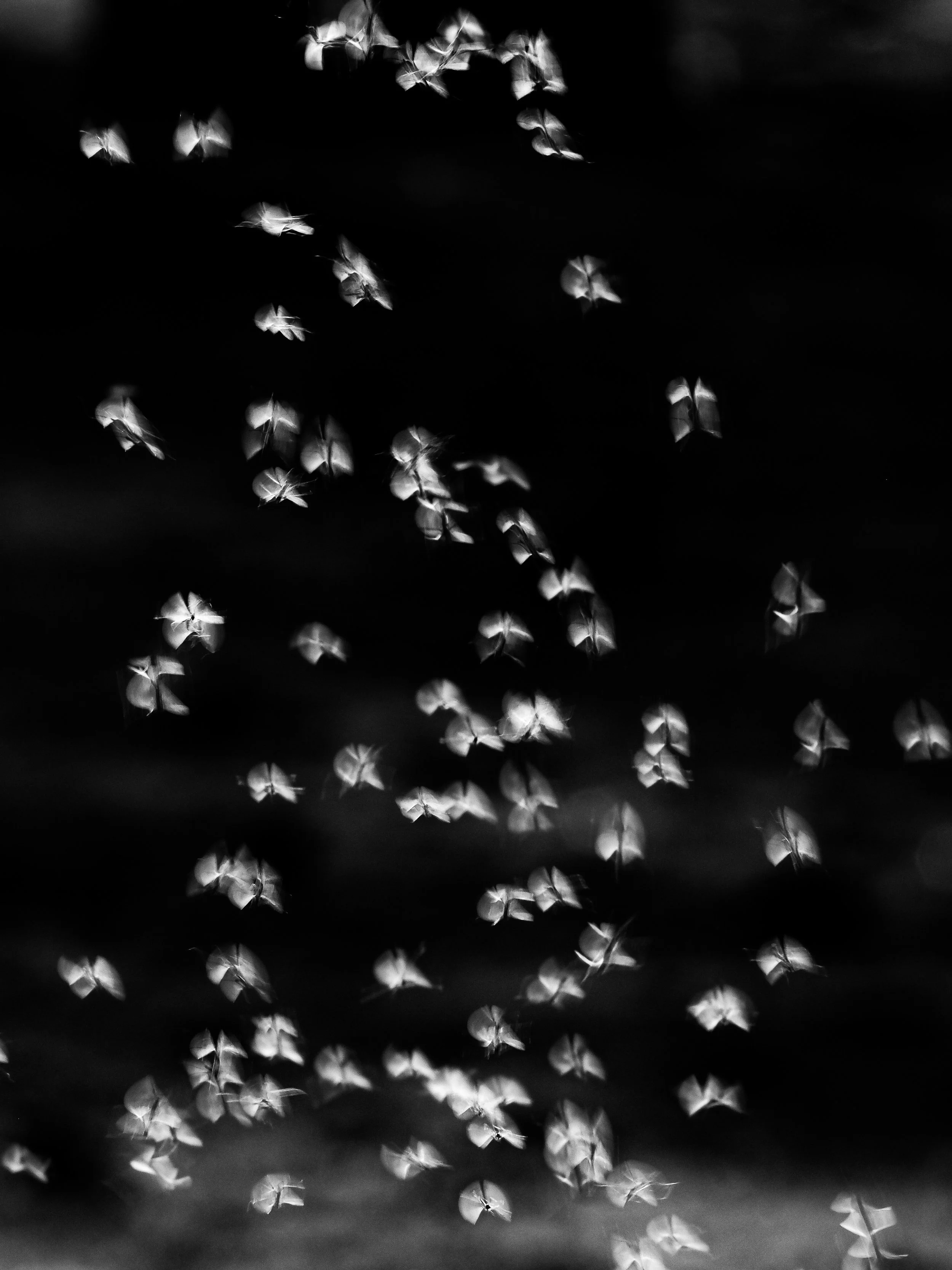 Buzz