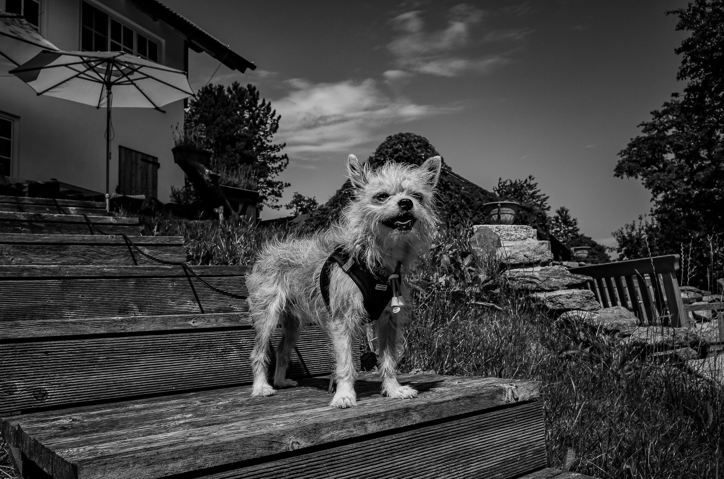 DSC_0456-3.jpg