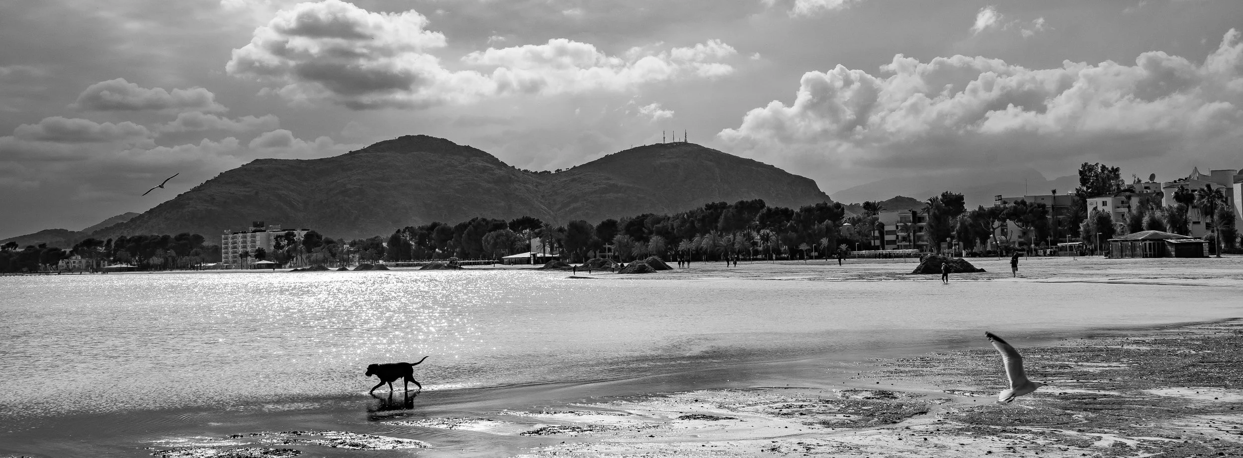 DSC_1617.jpg