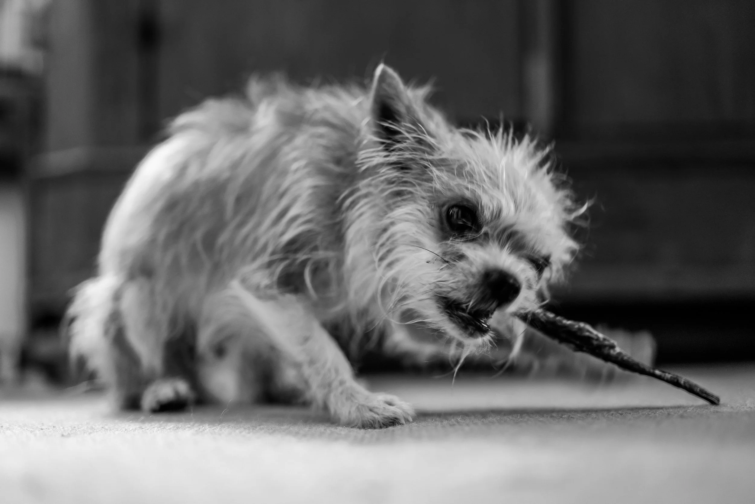 P1010231-2.jpg