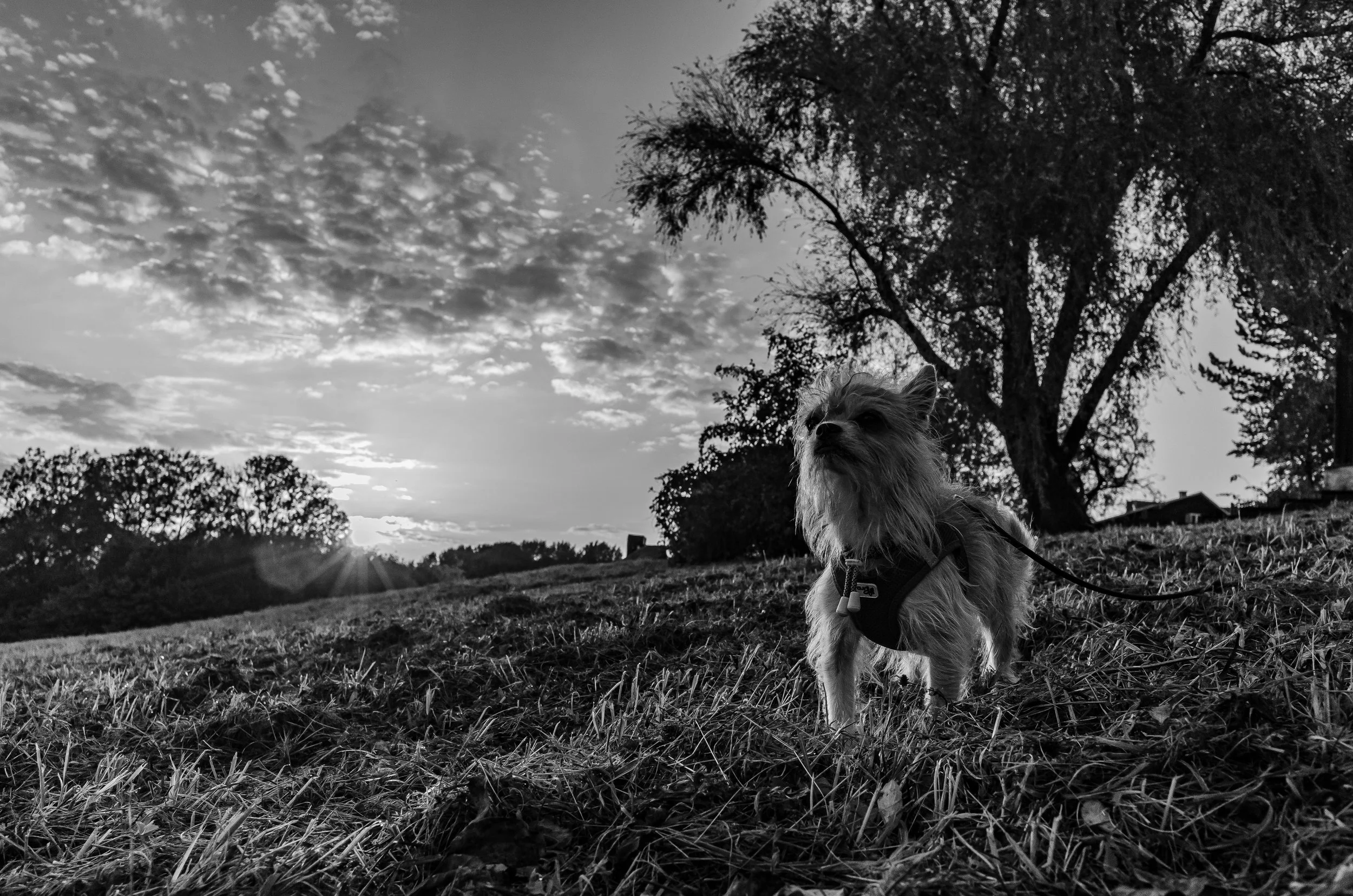 DSC_1038-3.jpg