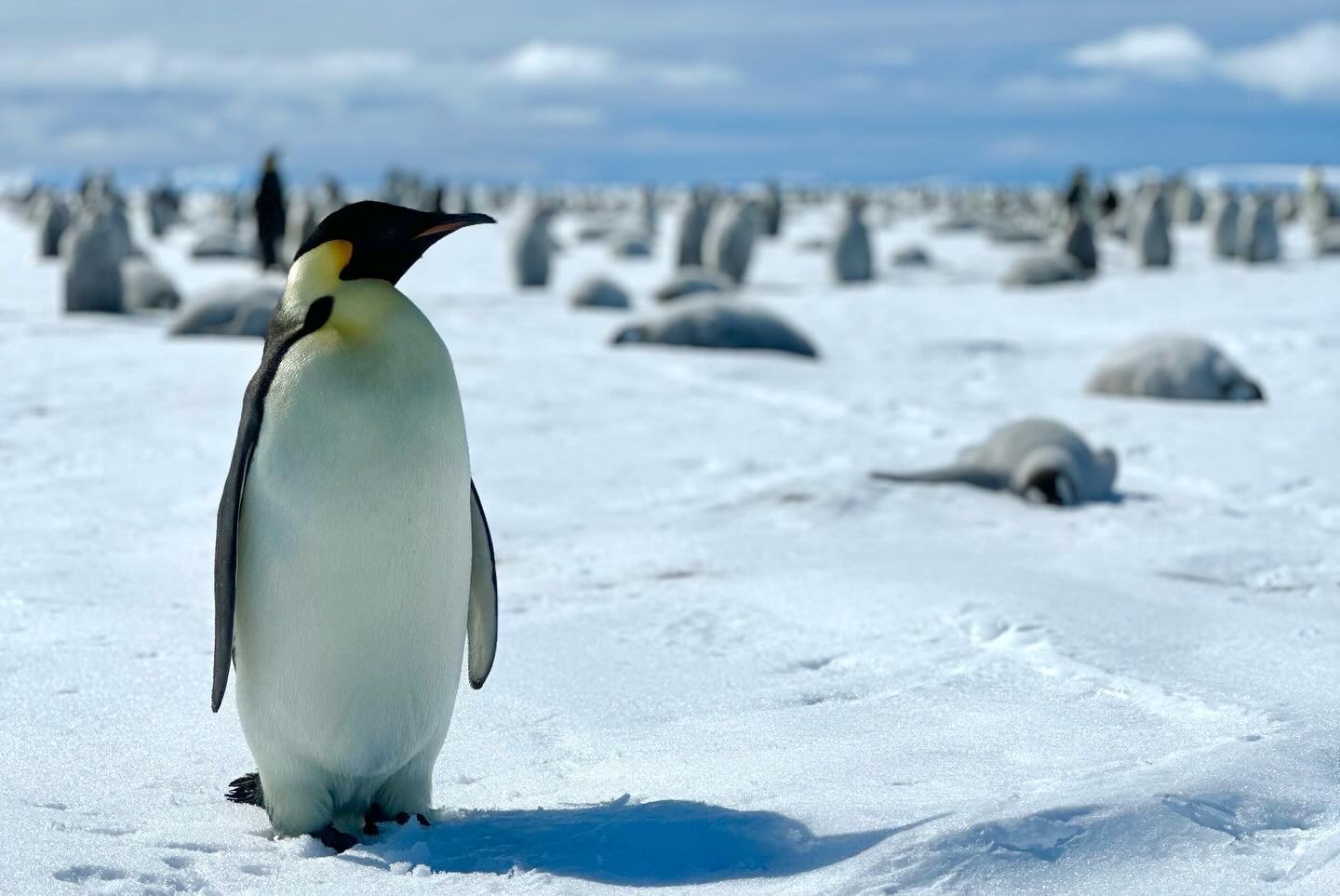 ANTARCTICA