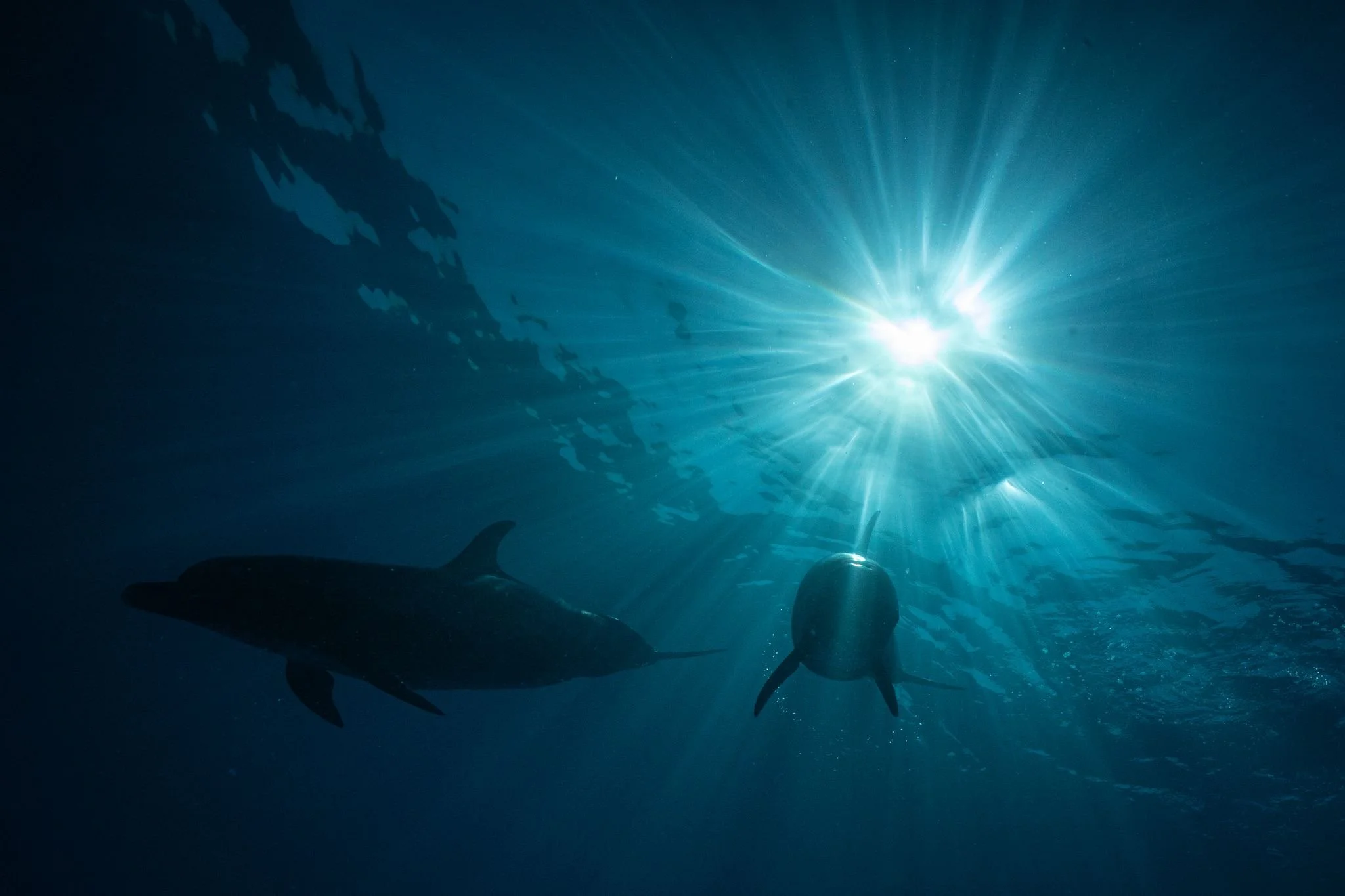 Dolphin_3.JPG