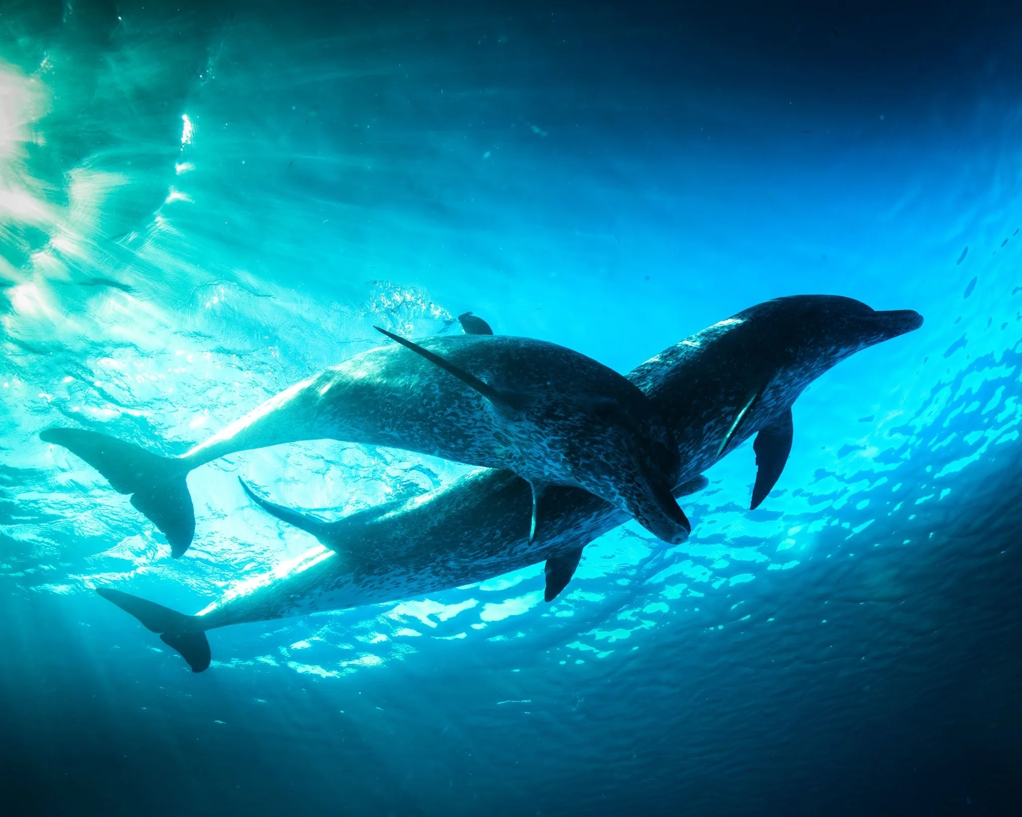 Dolphin_1.JPG