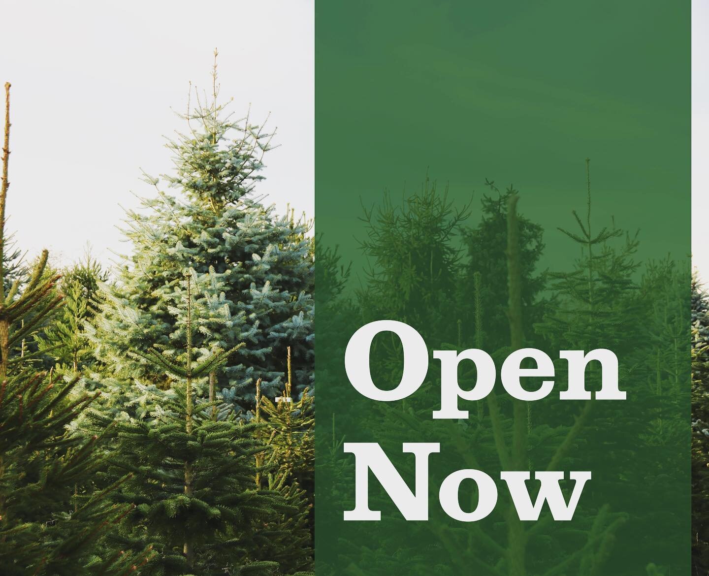 We are open now daily between 9 and 5 until Saturday 21st December. Come and join us to browse for your perfect tree 🌲 #snowbirdchristmastreefarm #buyreal #buybritish #stamford #christmastree #christmastreefarm #grantham #shoplocal #realtree #christ
