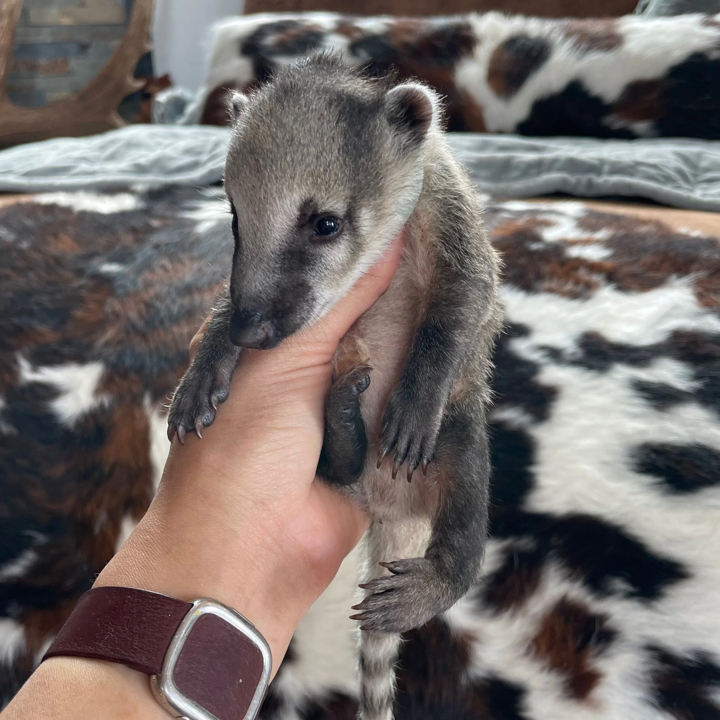 F3C61DAE-B72A-47BA-A7D0-005171ACC4A1