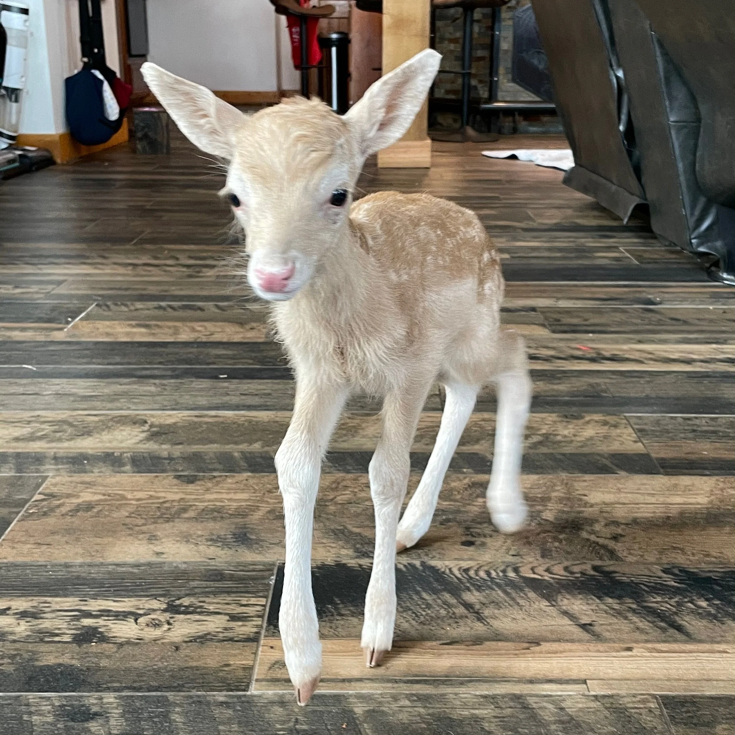 3AFDBA81-7C00-41A8-8FE8-5780EC966BD8