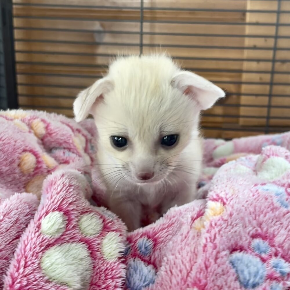 Fennec Foxes For Sale Dragonstone Ranch Fennec Foxes For Sale Dragonstone Ranch