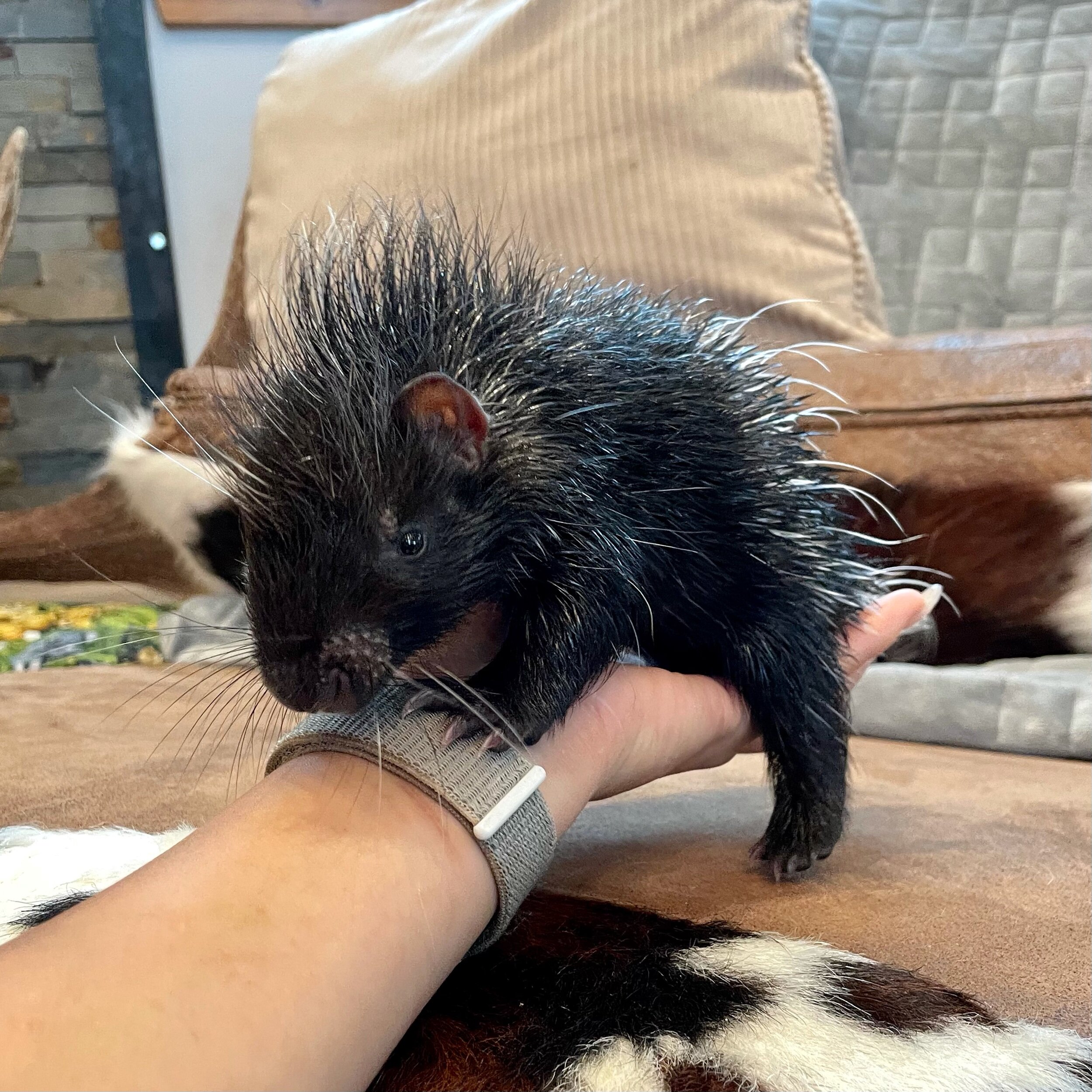 Baby Porcupines For Sale